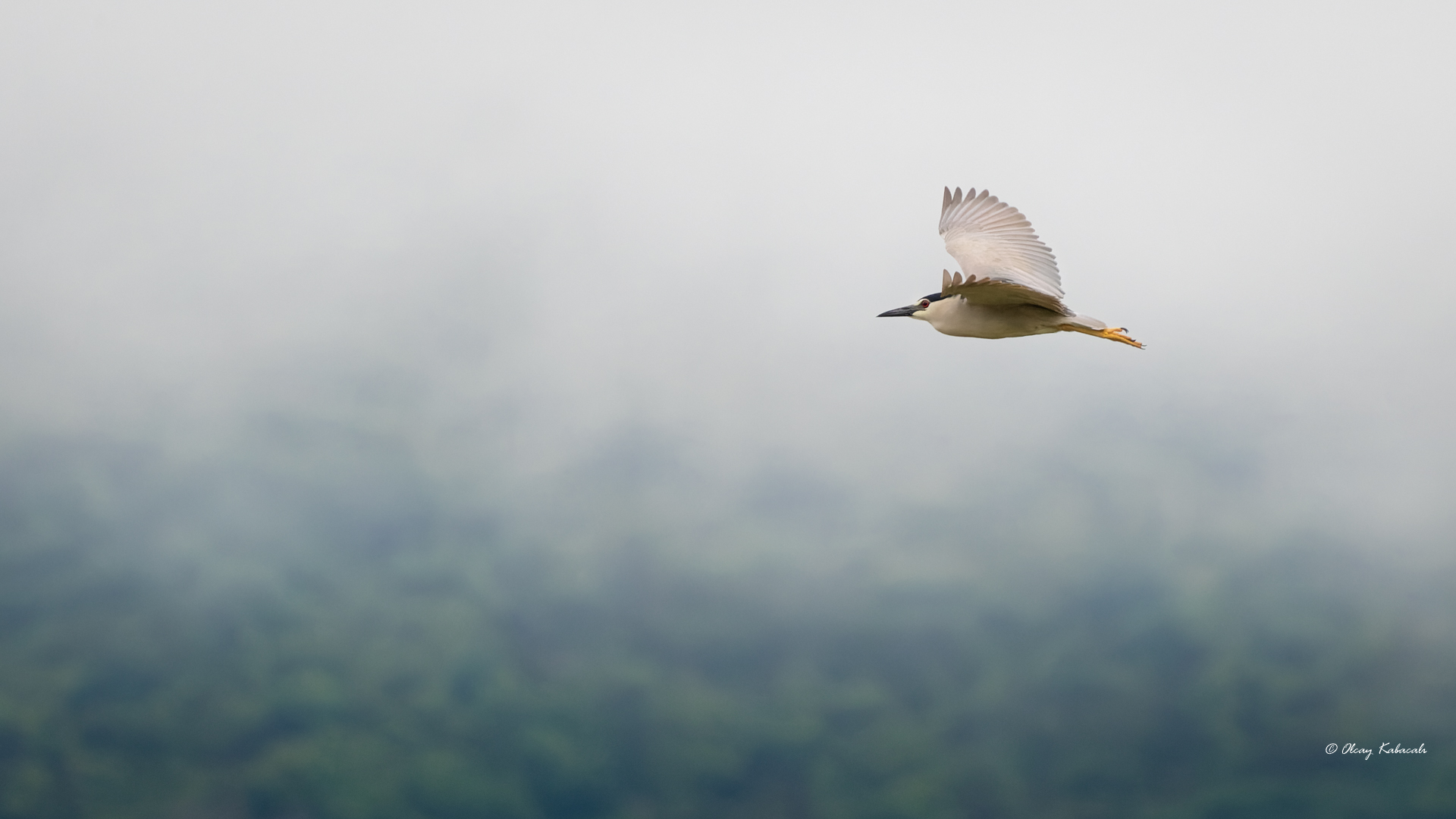 Black-crowned Night-Heron — Ana fotoğraf