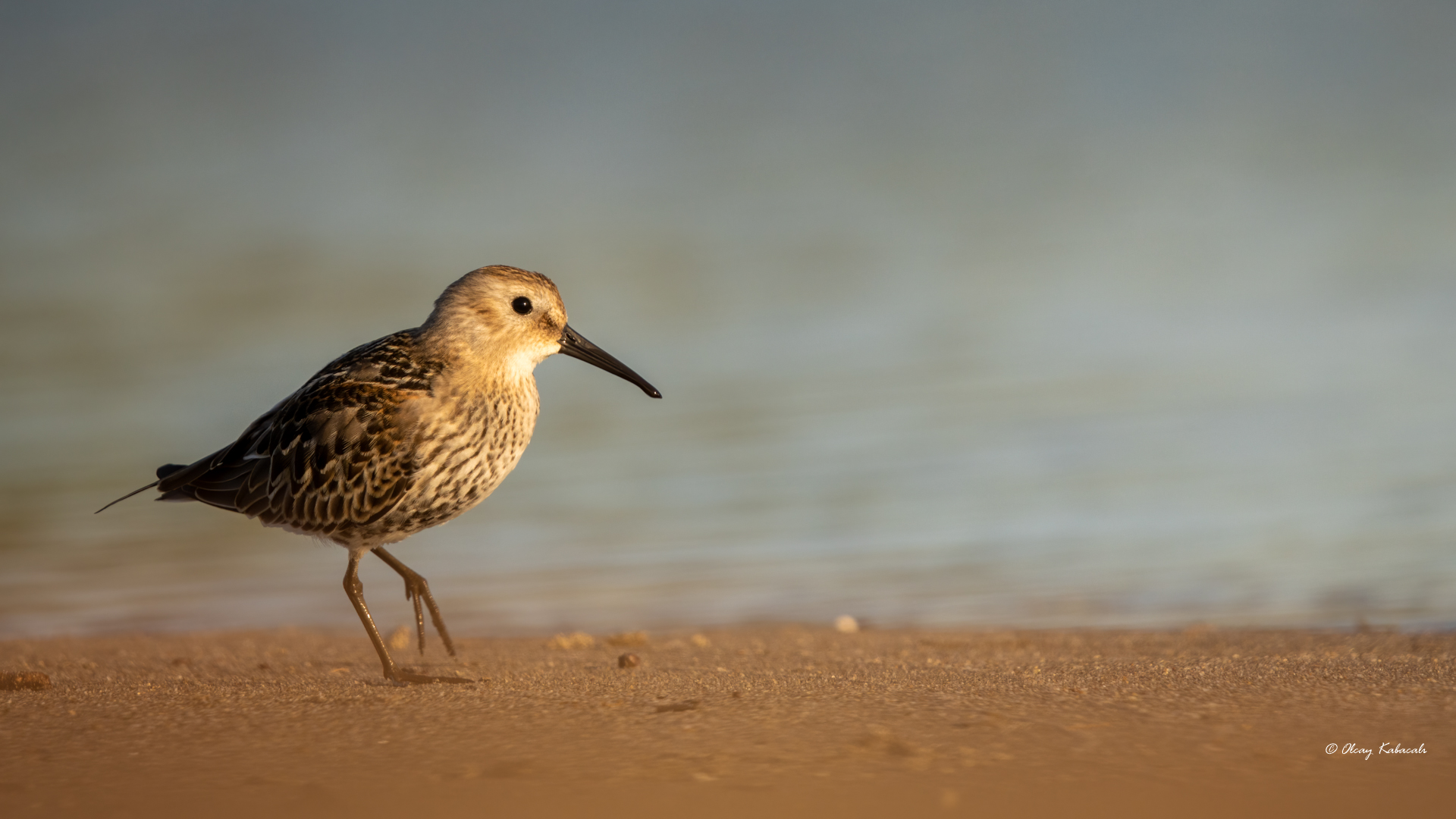 Dunlin