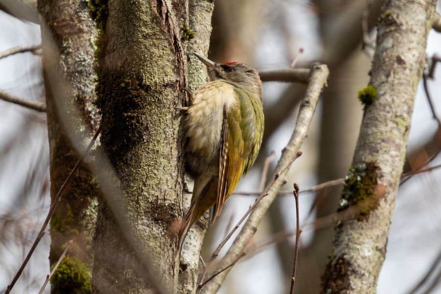 Gray-headed Woodpecker