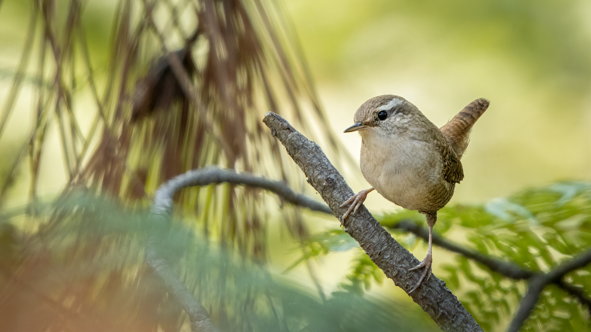 Eurasian Wren — Ana fotoğraf
