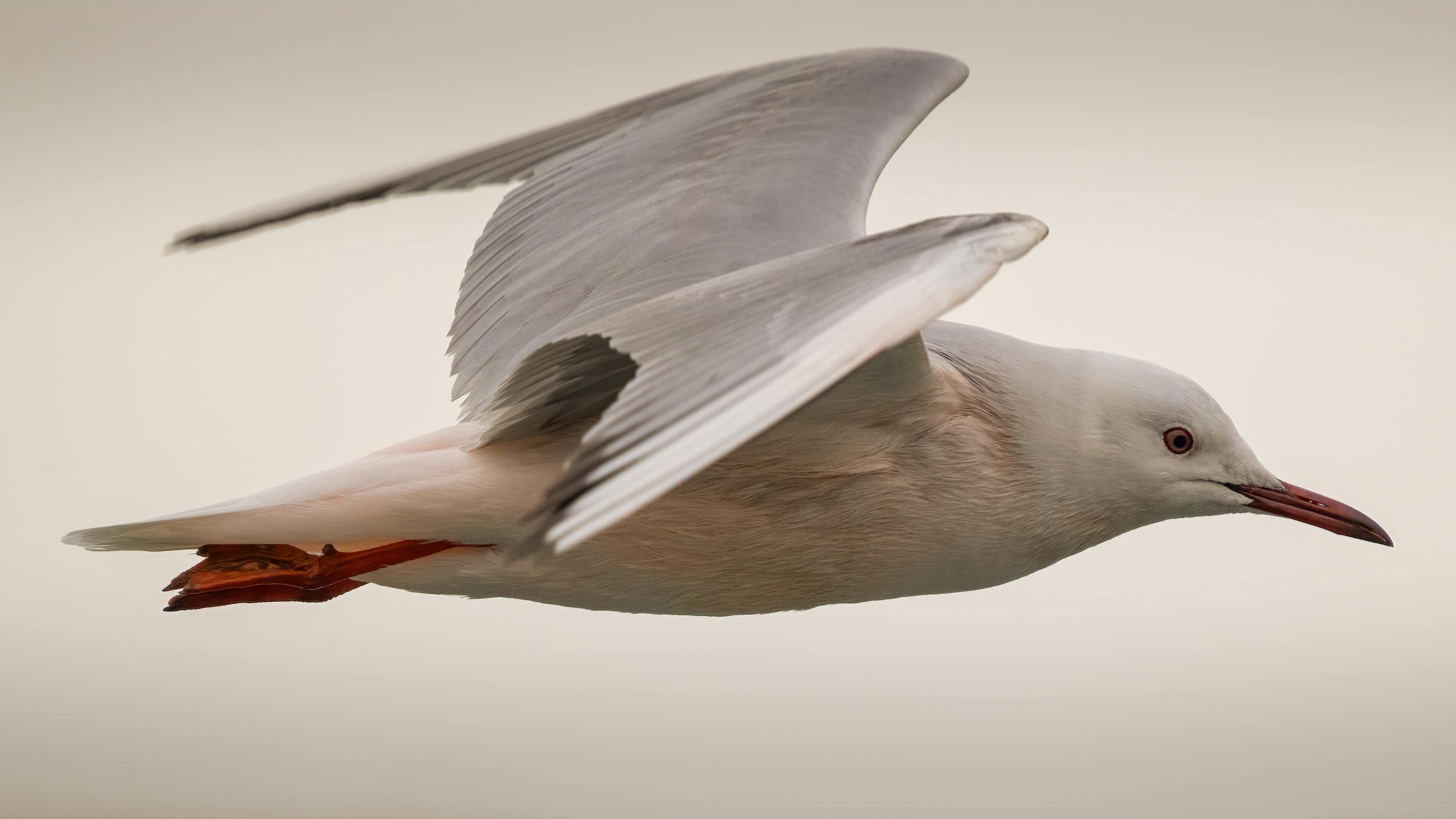 Slender-billed Gull