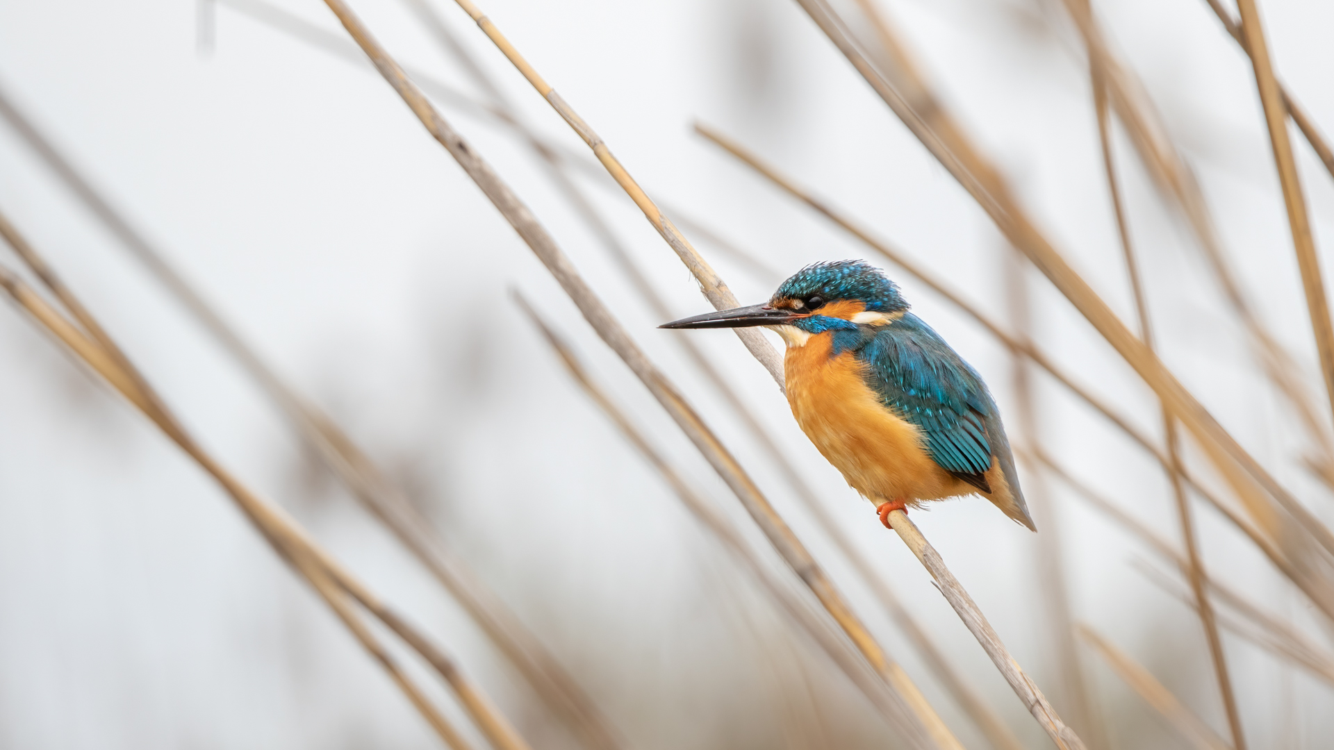 Common Kingfisher