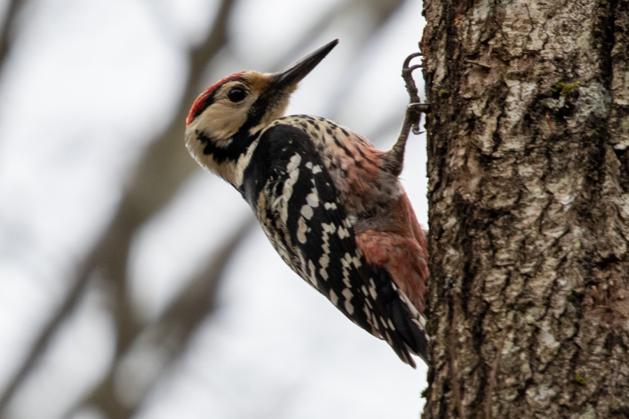 White-backed Woodpecker