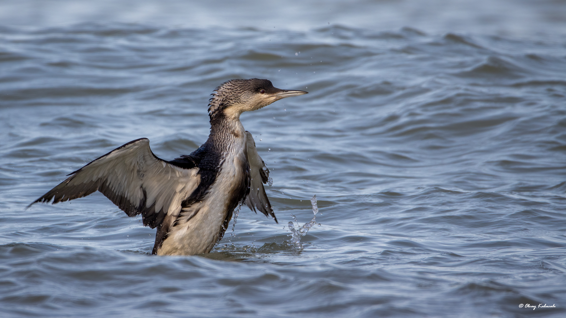 Arctic Loon