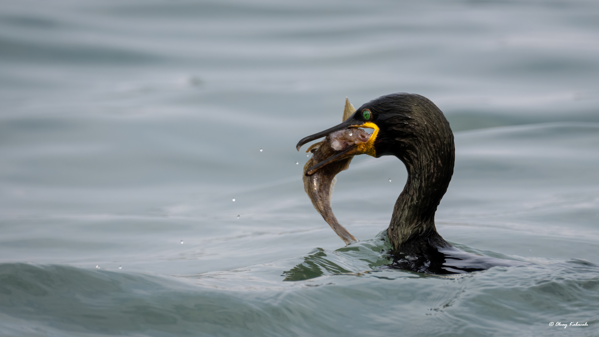 European Shag