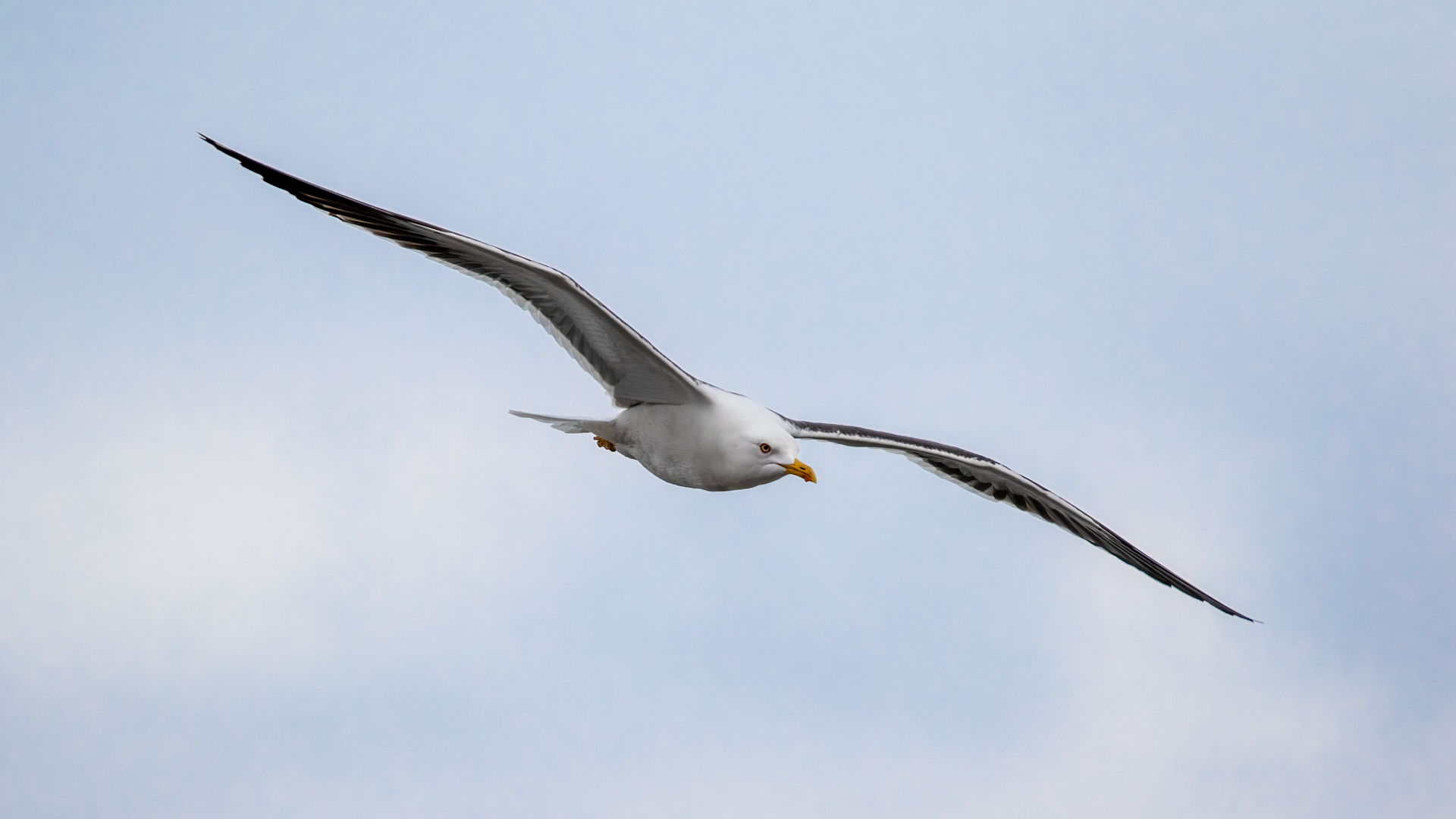 Lesser Black-backed Gull