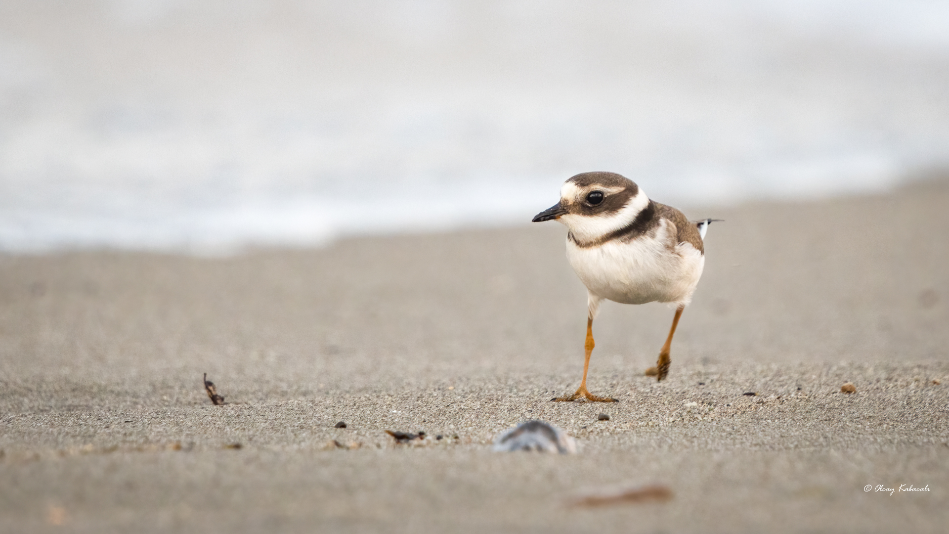 Common Ringed Plover
