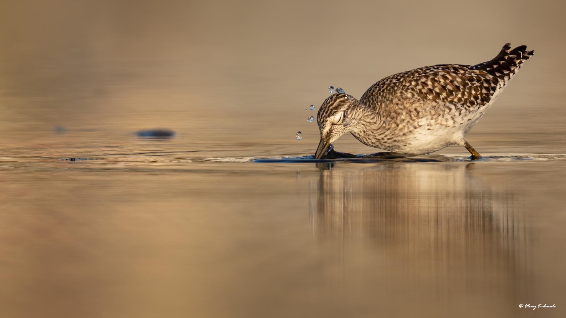Wood Sandpiper