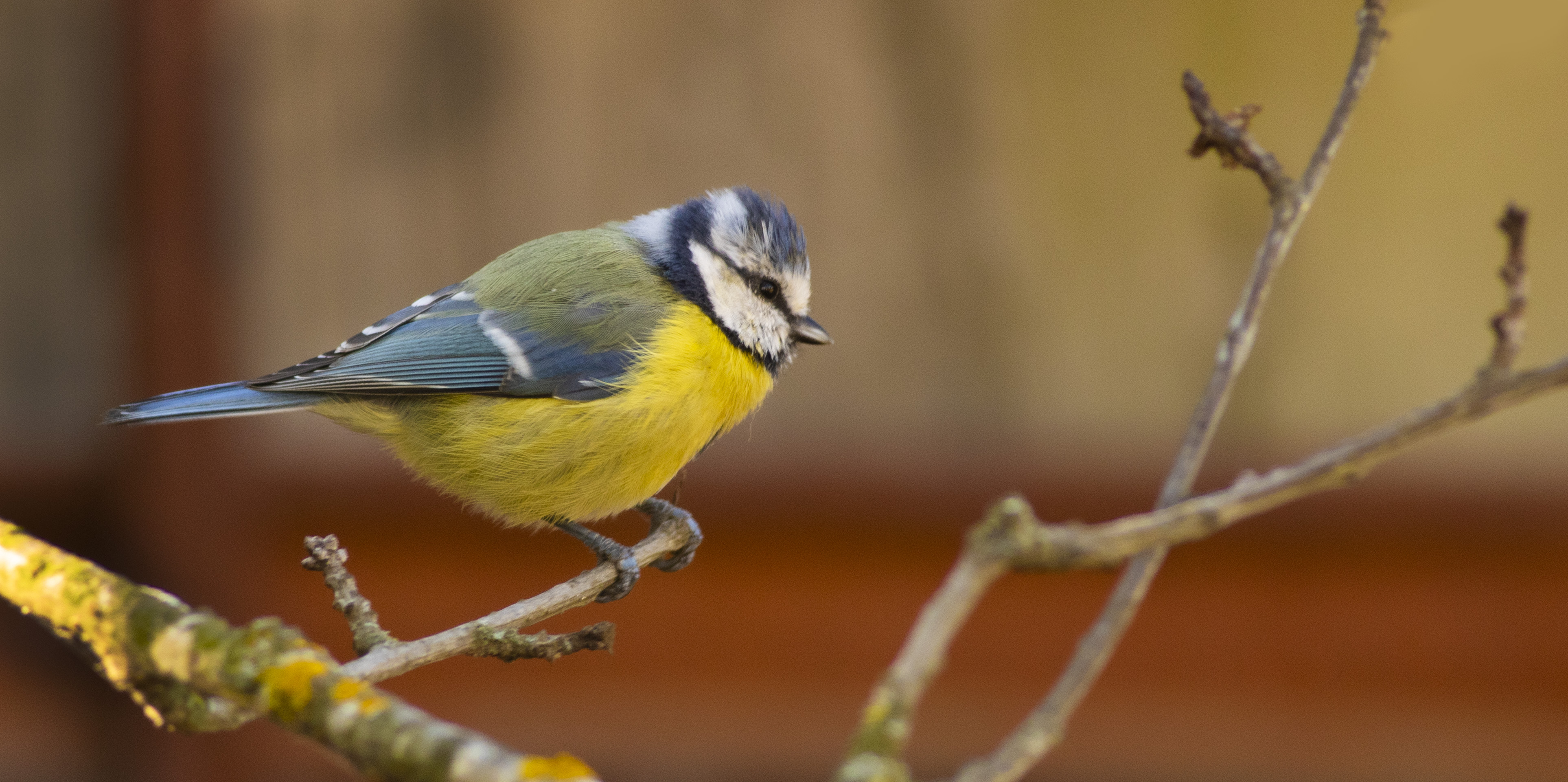 Eurasian Blue Tit — Ana fotoğraf
