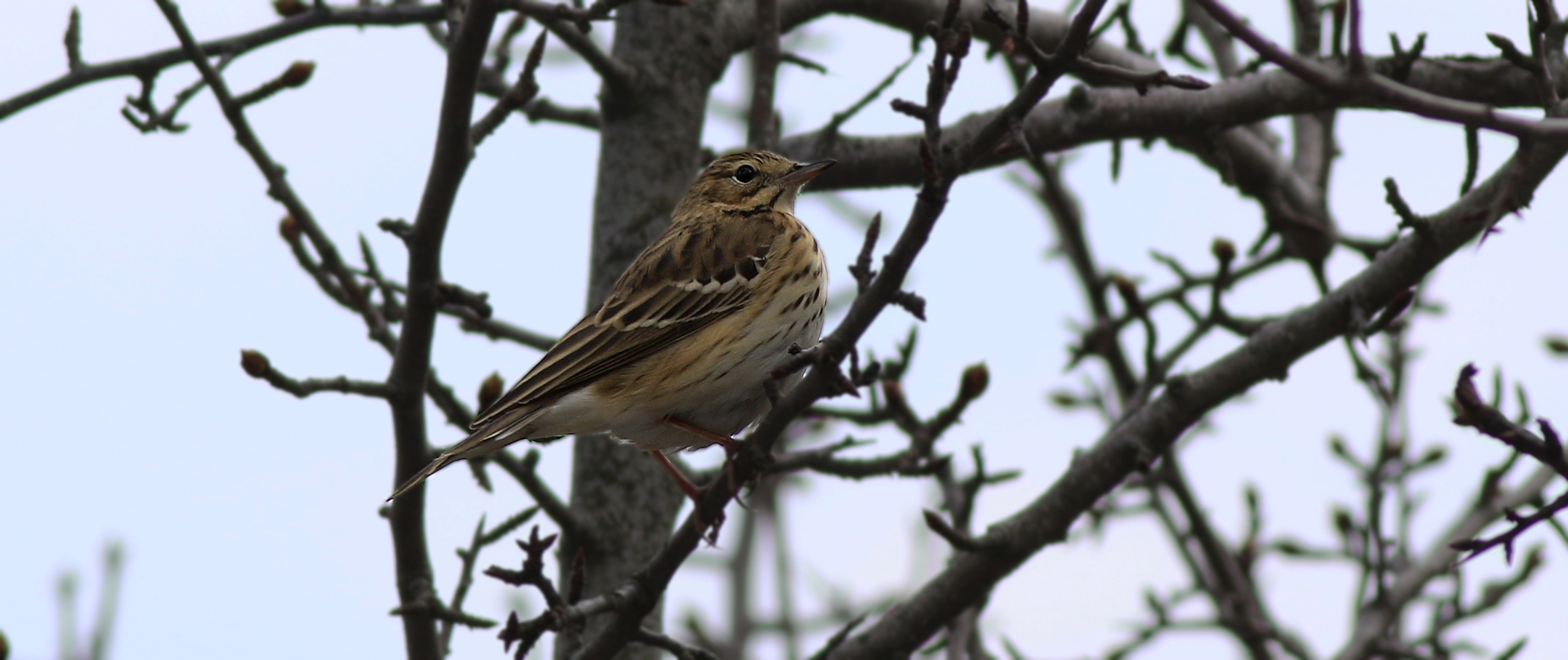 Meadow Pipit