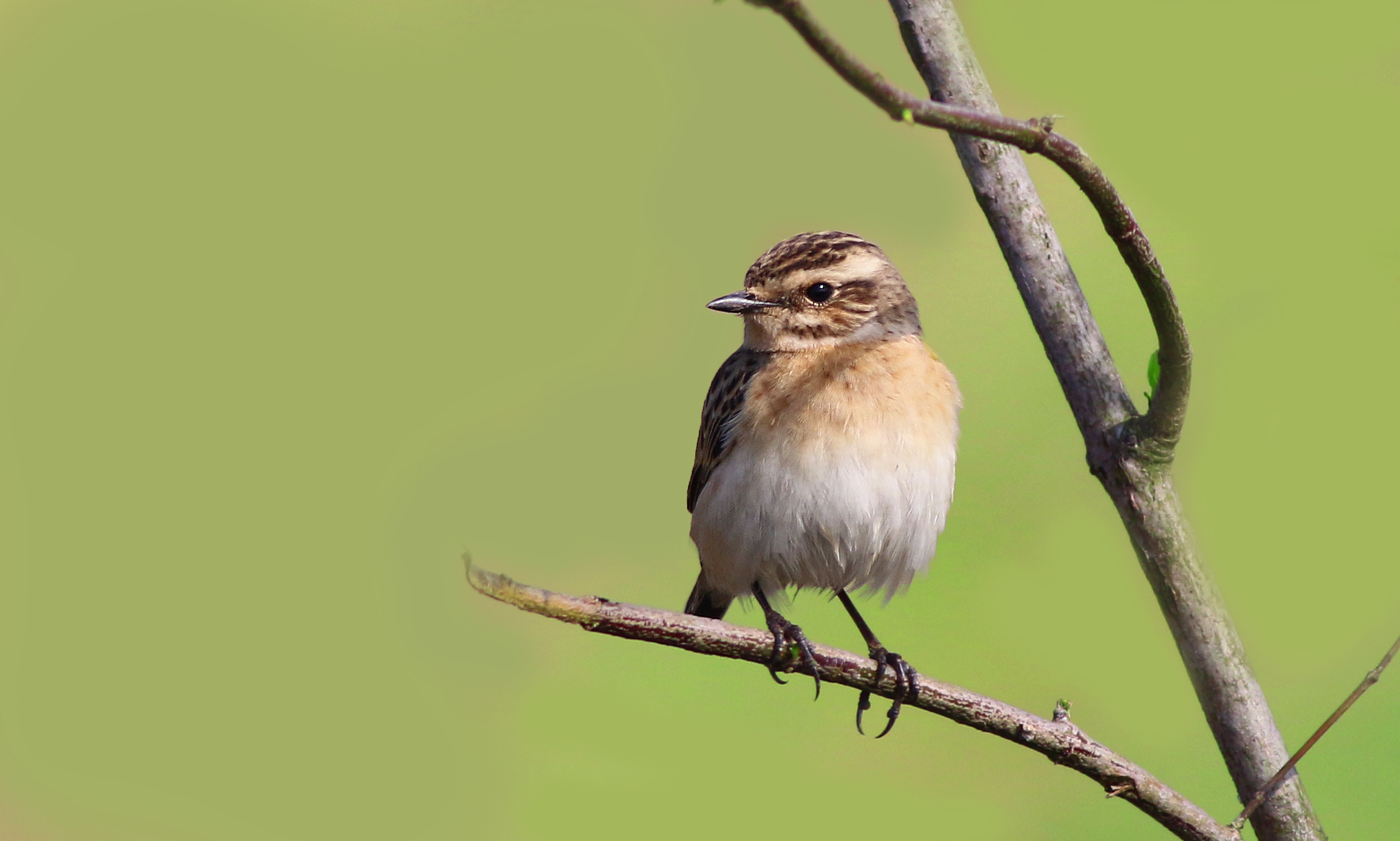 European Stonechat