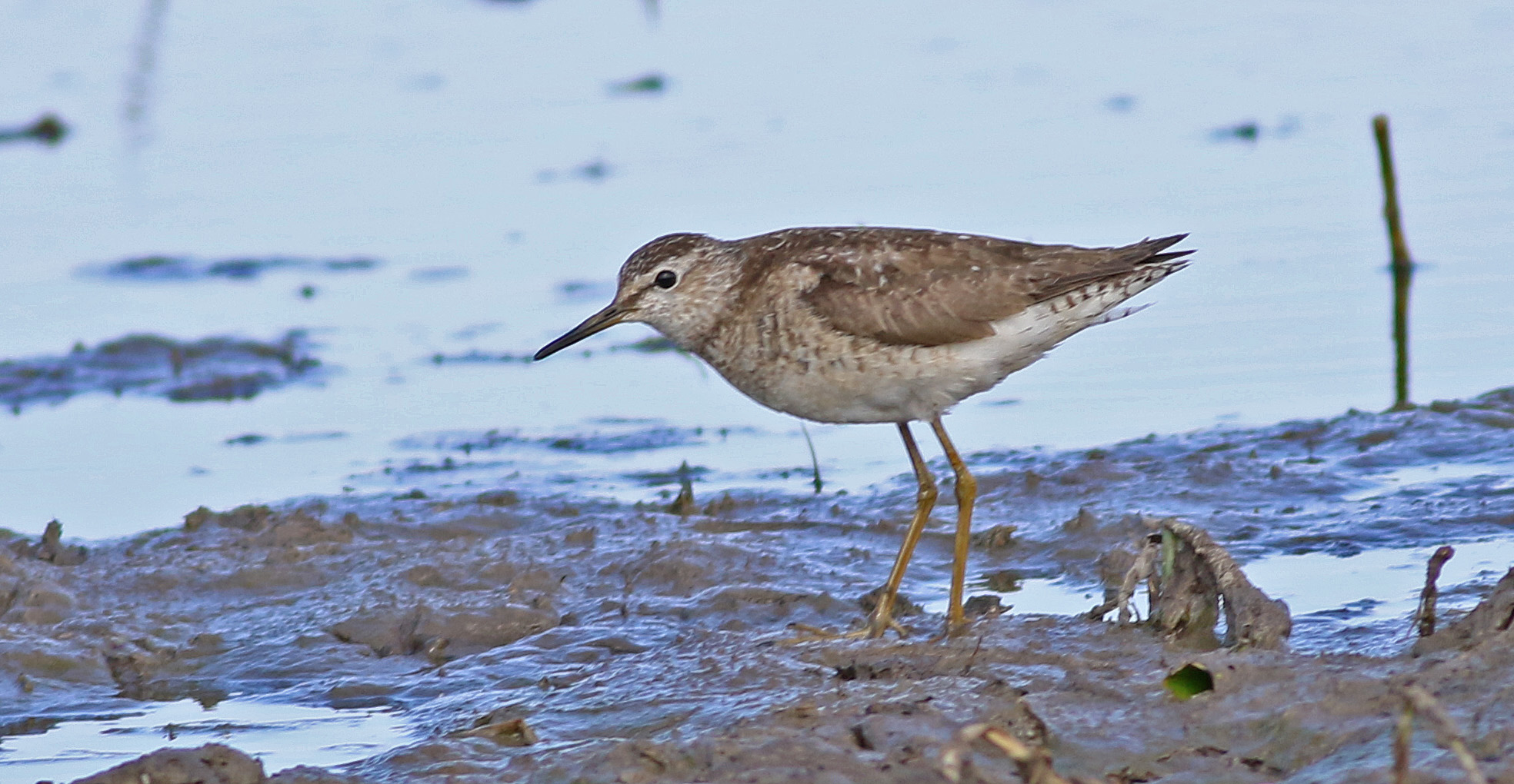 Green Sandpiper
