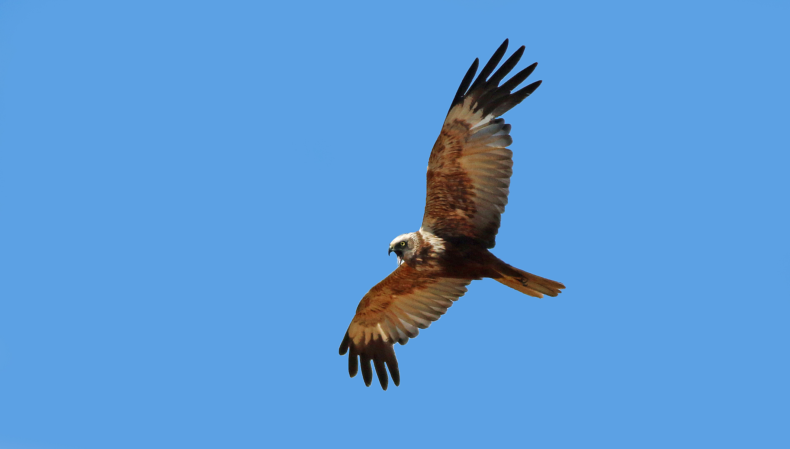 Eurasian Marsh-Harrier