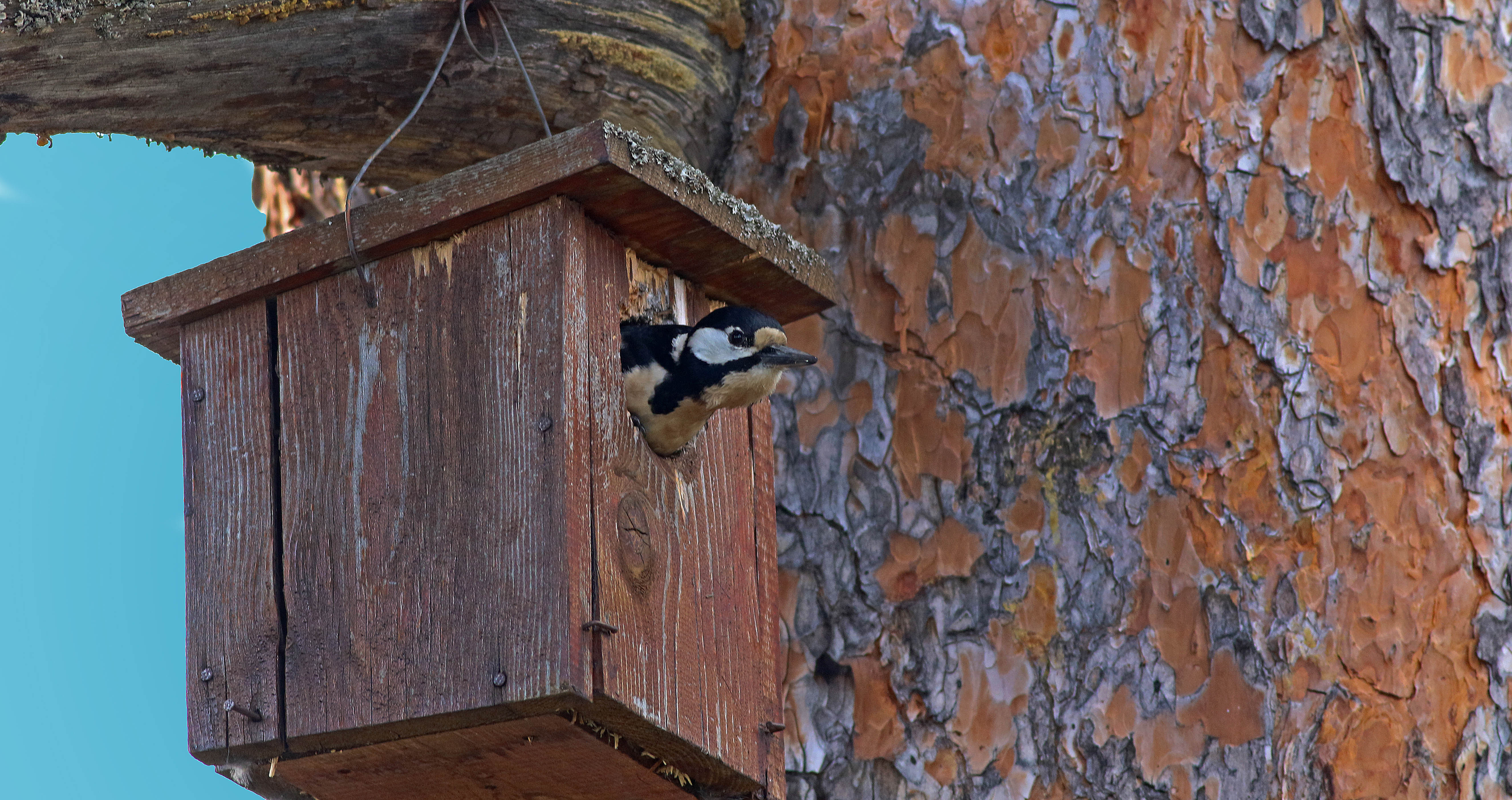 Great Spotted Woodpecker