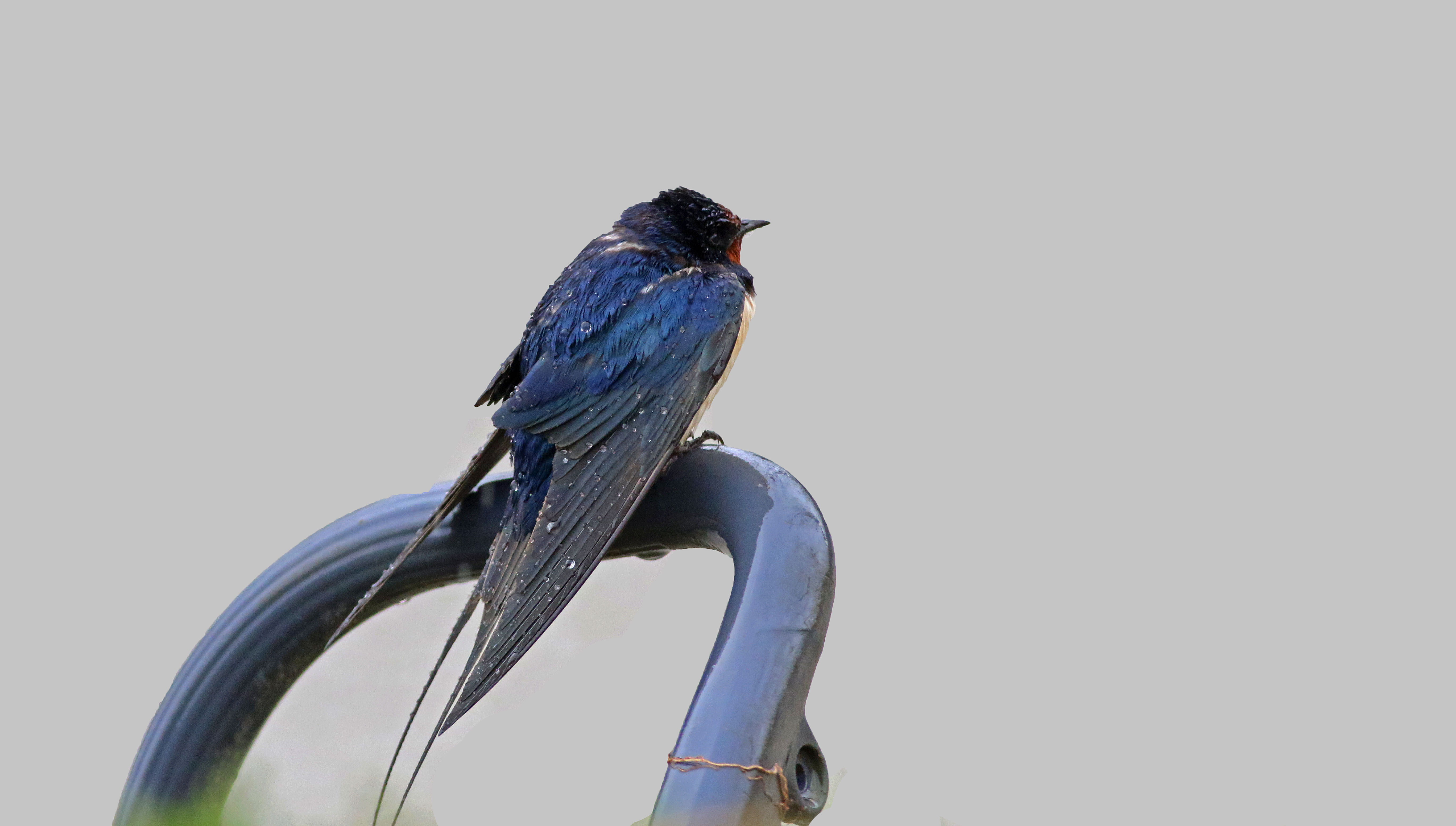 Common House-Martin