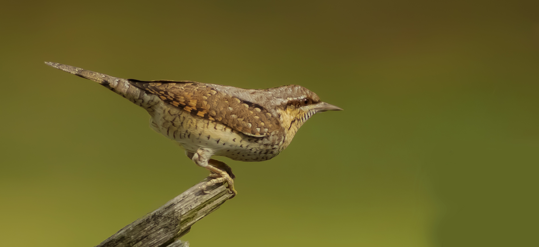 Eurasian Wryneck