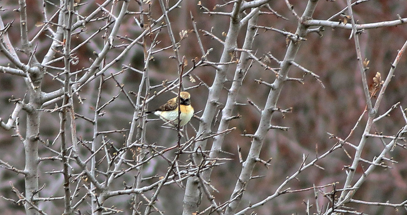 Black-eared Wheatear