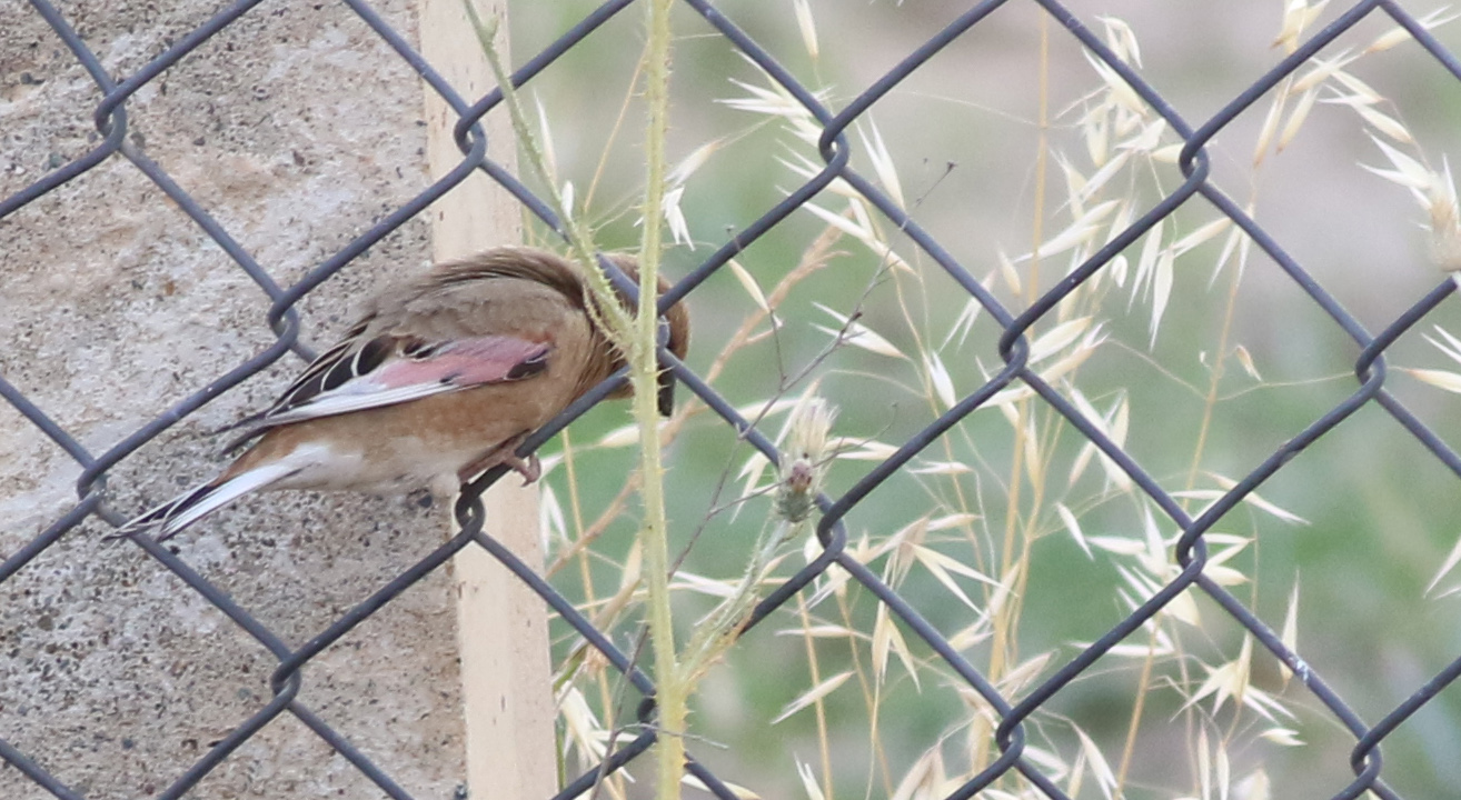 Desert Finch