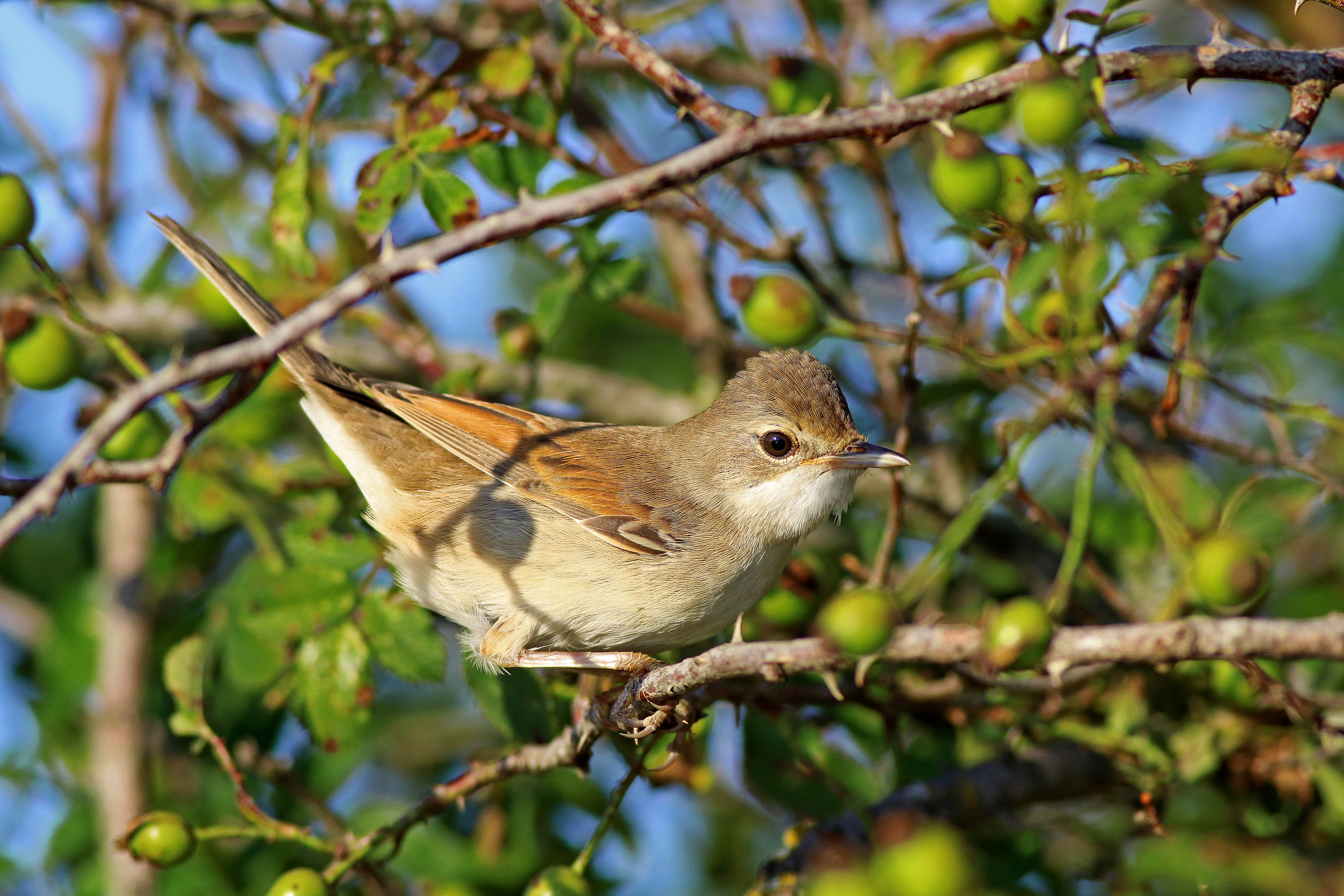 Greater Whitethroat