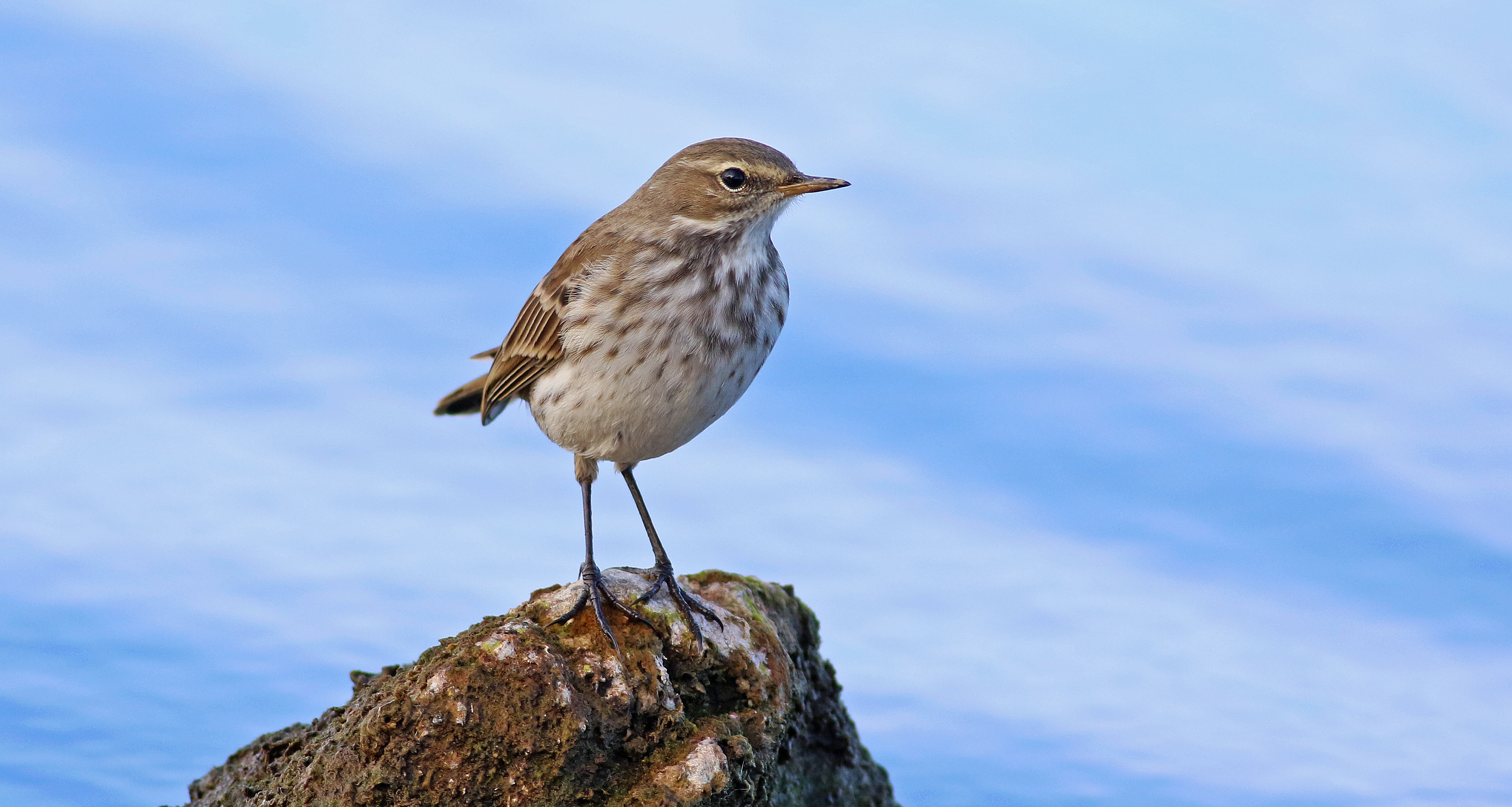 Water Pipit