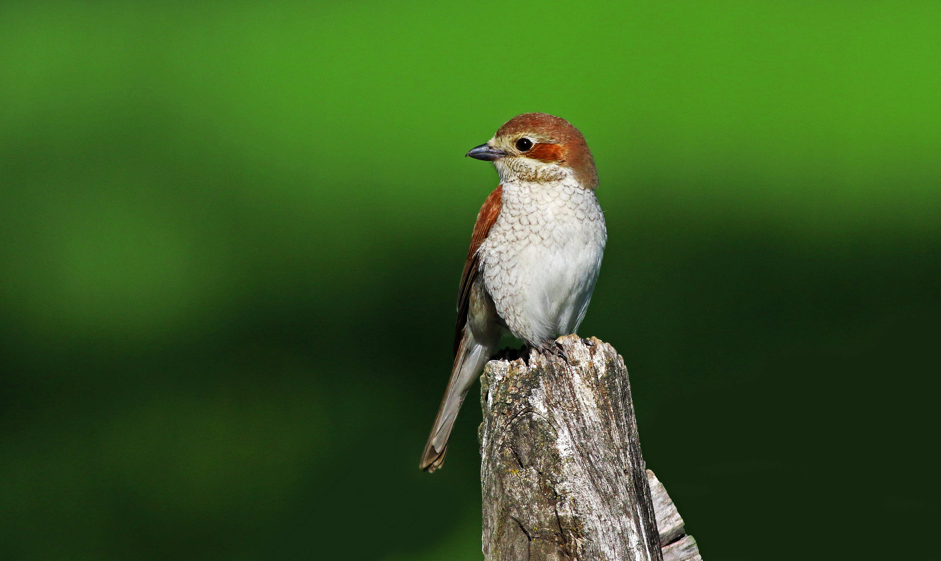 Red-backed Shrike