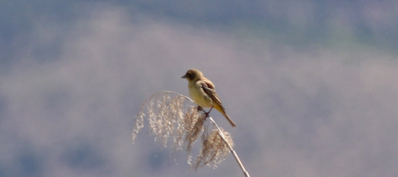 Black-headed Bunting