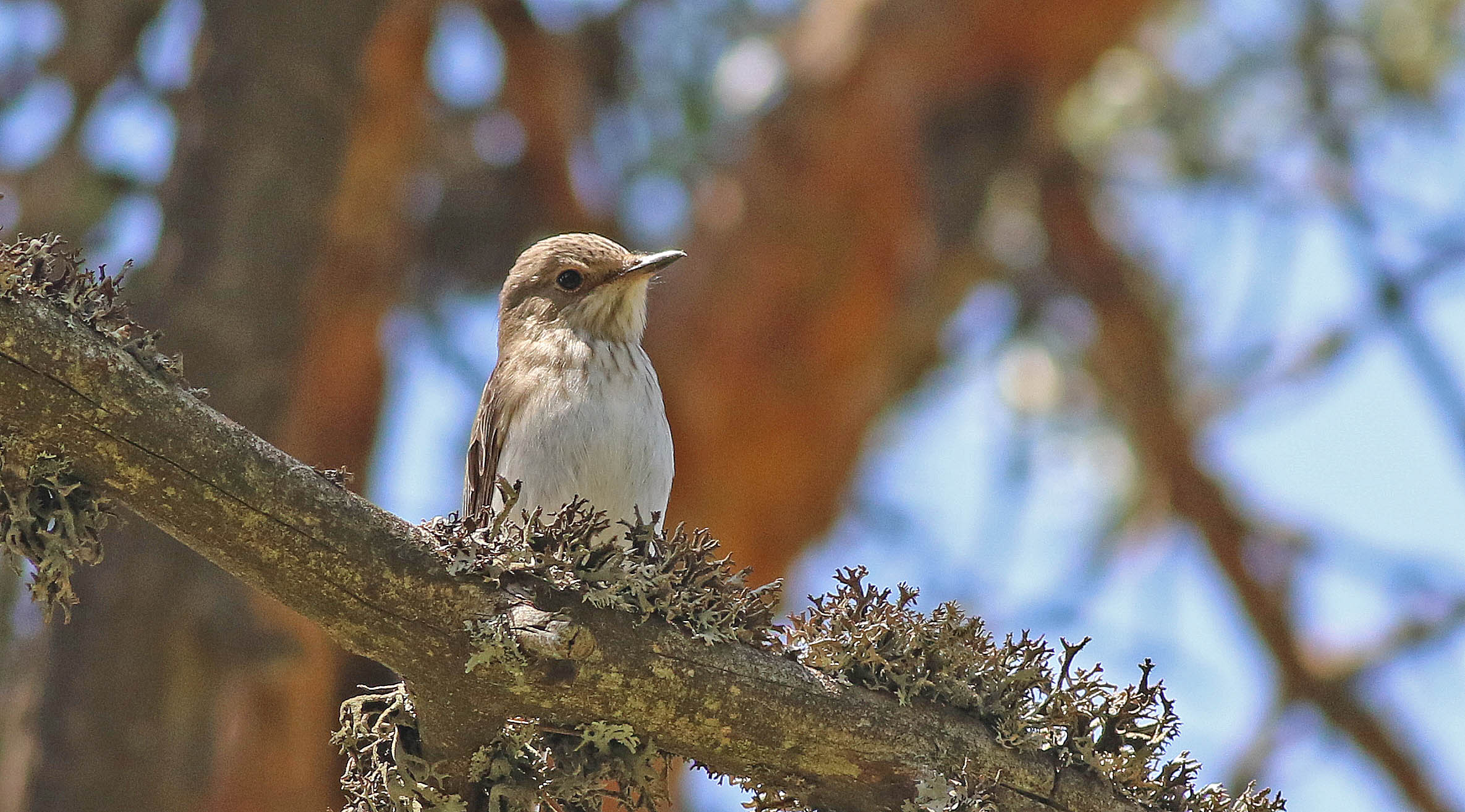 Spotted Flycatcher
