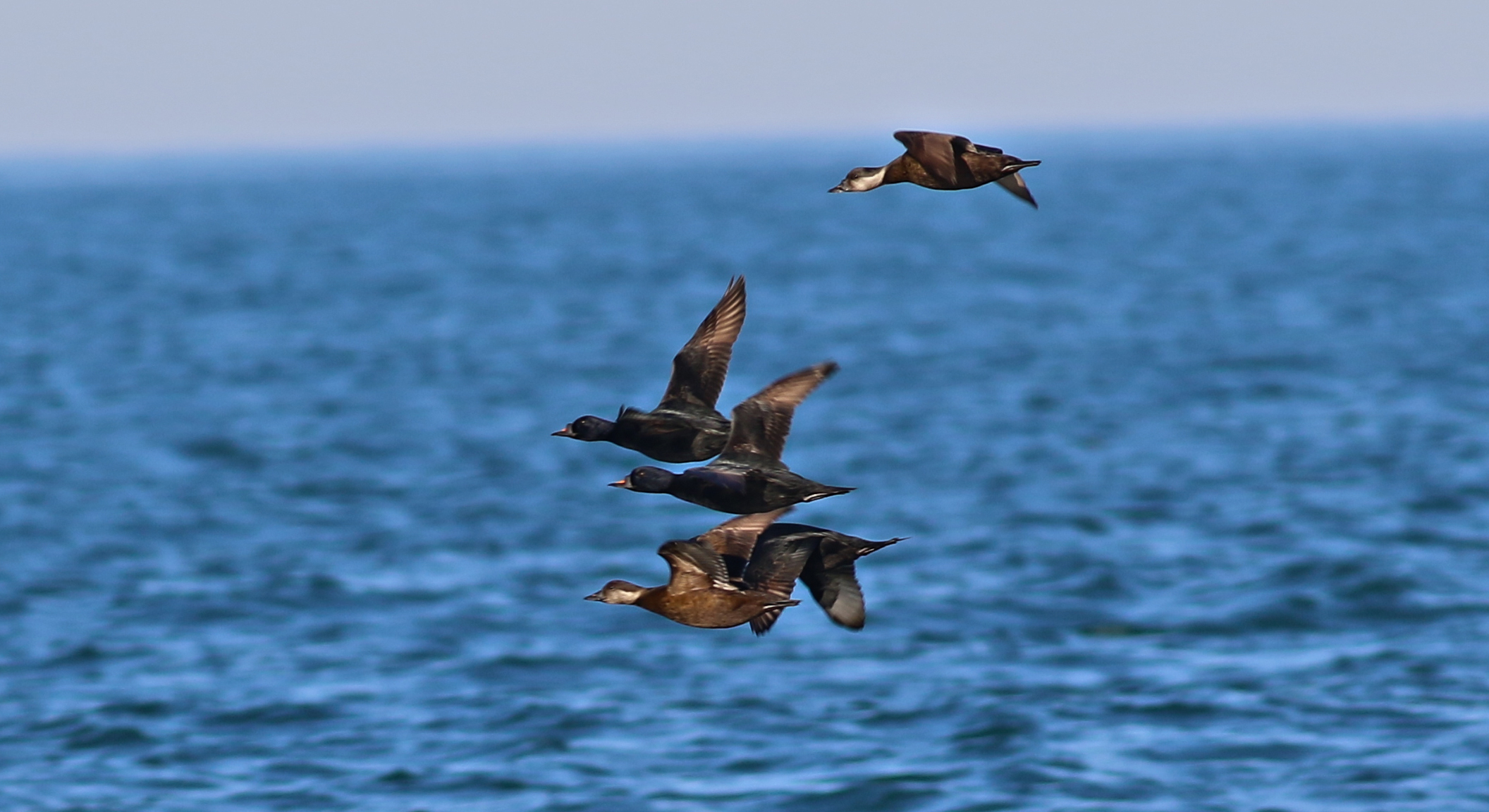 Common Scoter