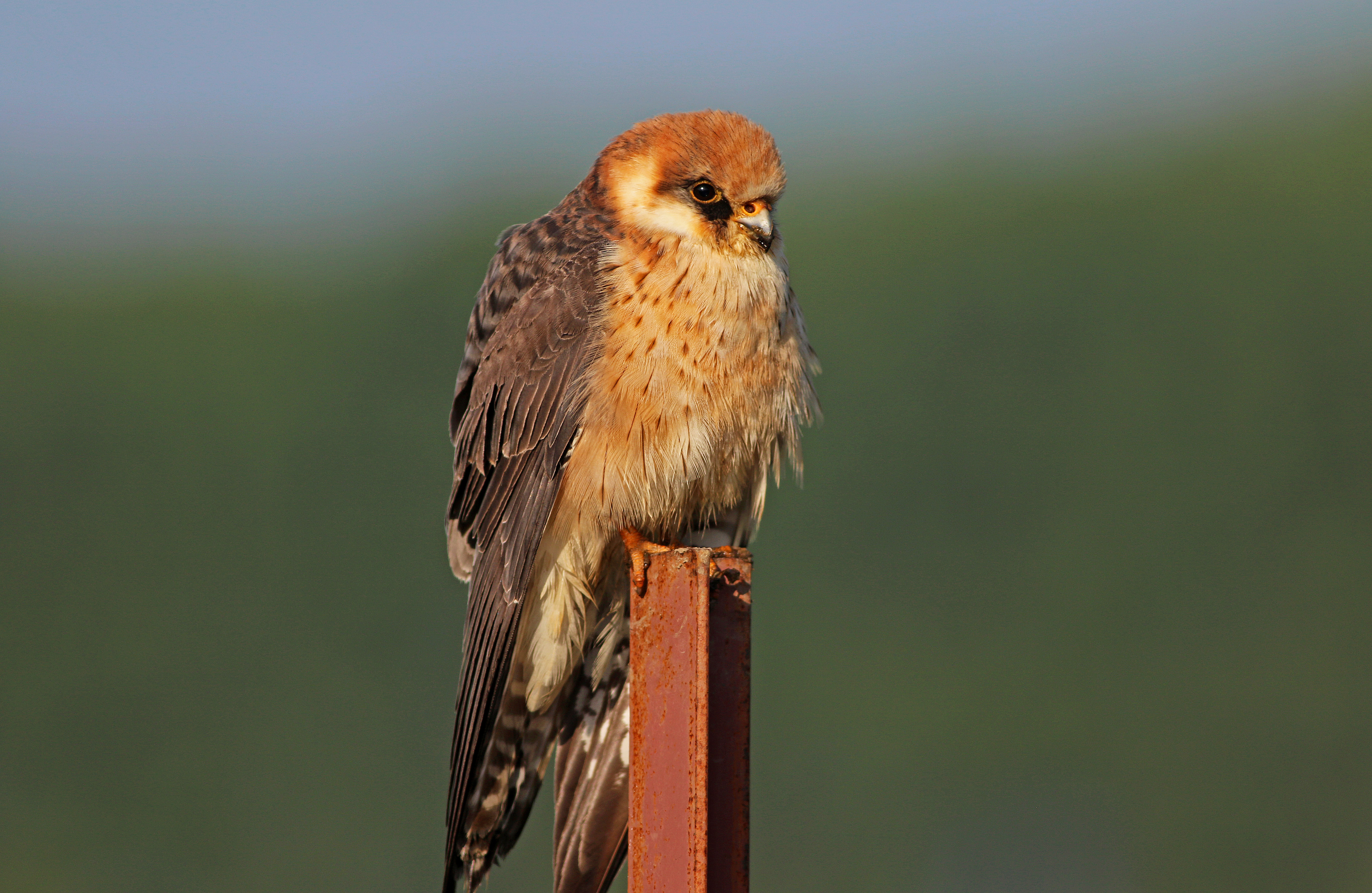 Red-footed Falcon