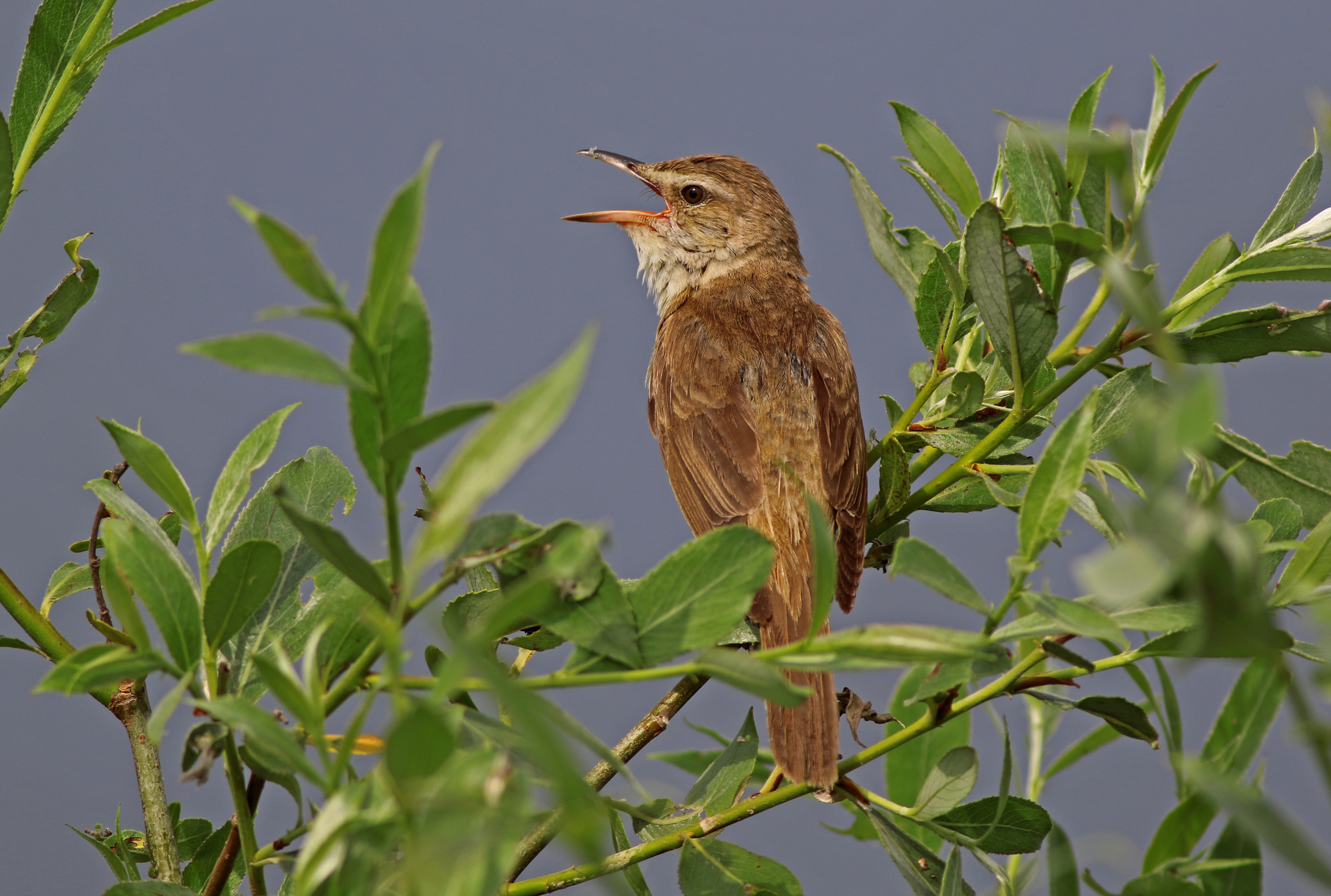 Great Reed Warbler