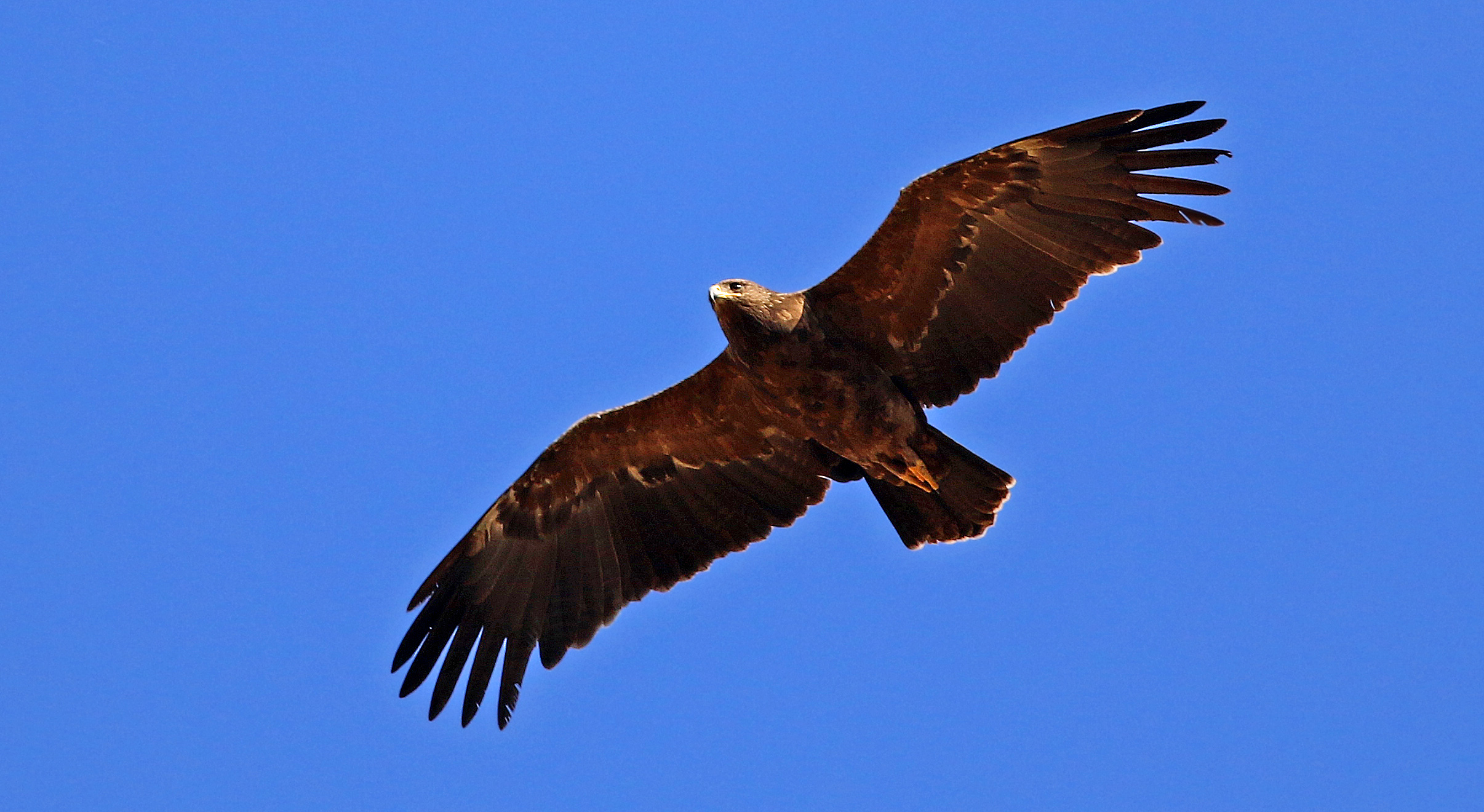 Lesser Spotted Eagle