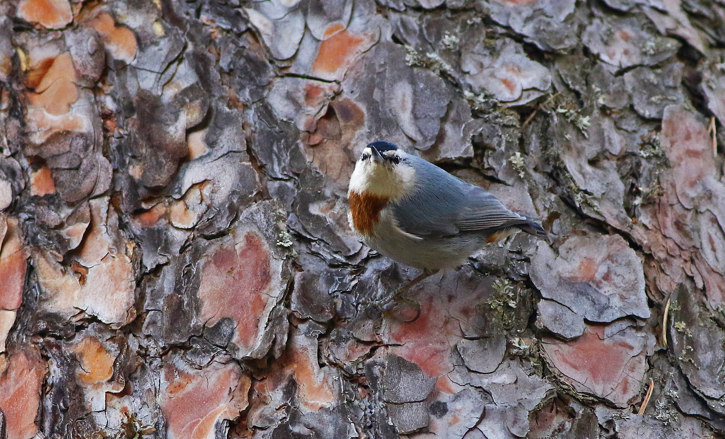 Krüper's Nuthatch
