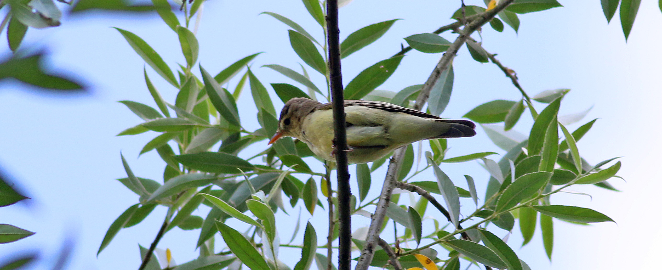 Icterine Warbler
