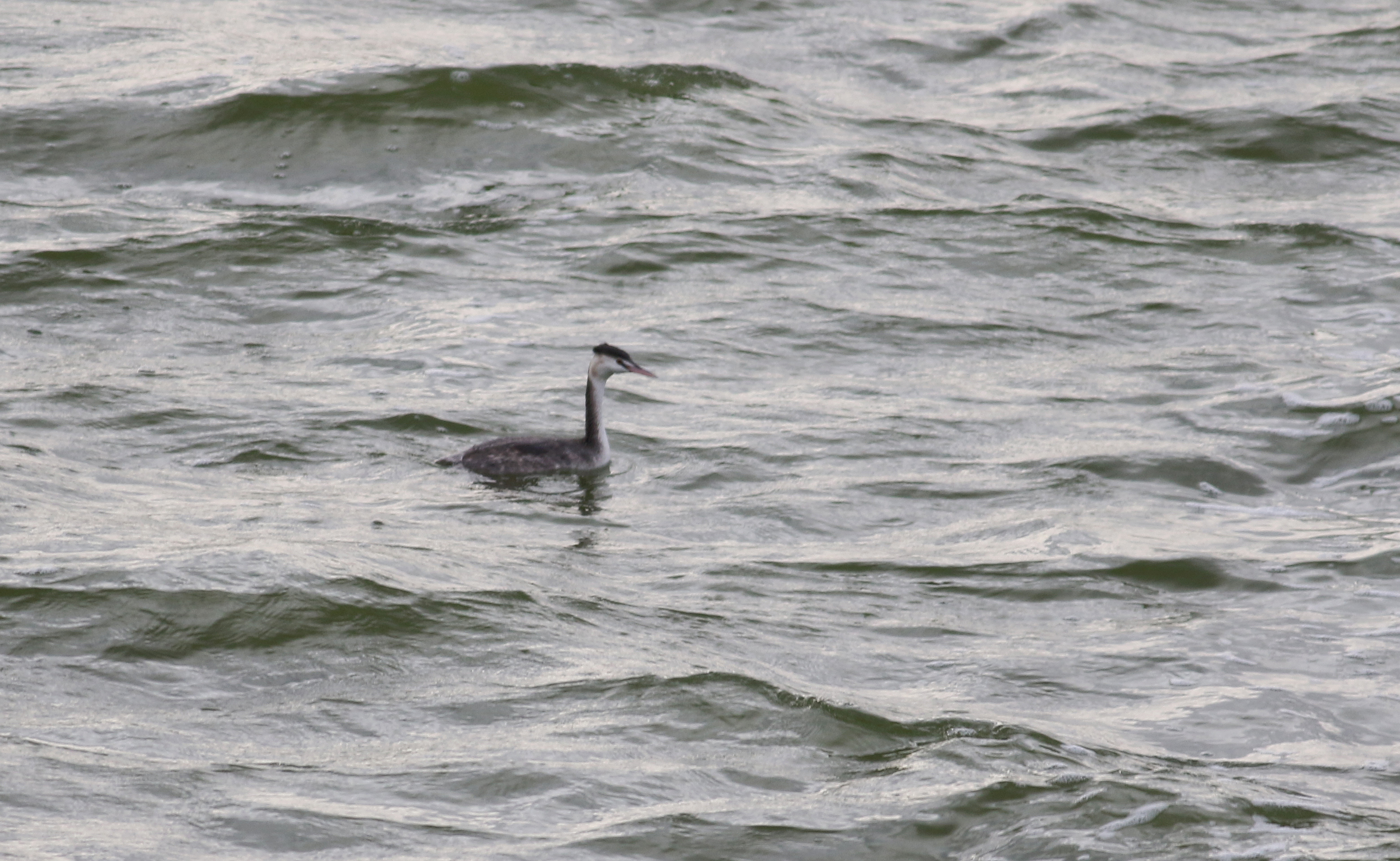 Great Crested Grebe