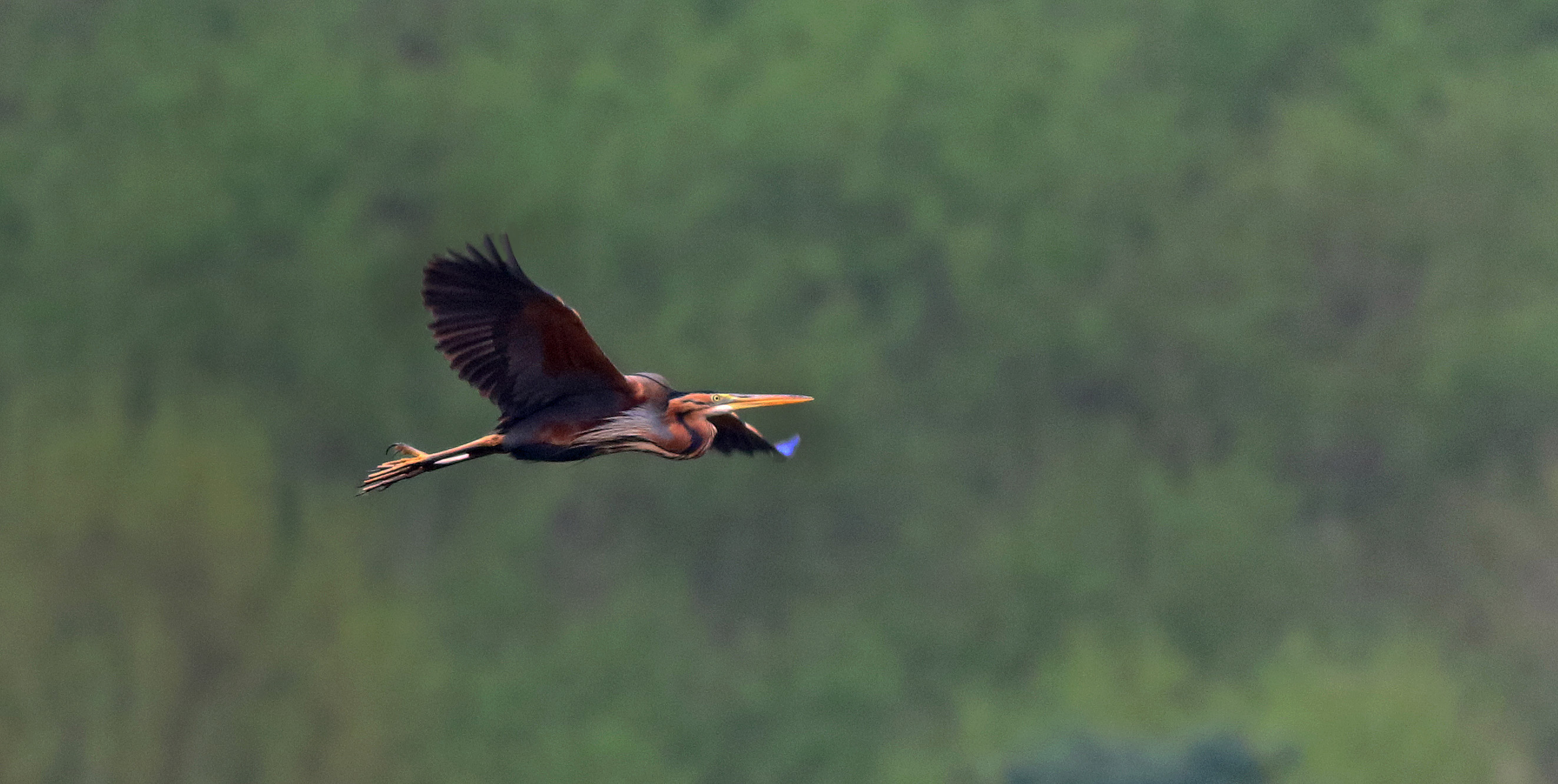 Purple Heron