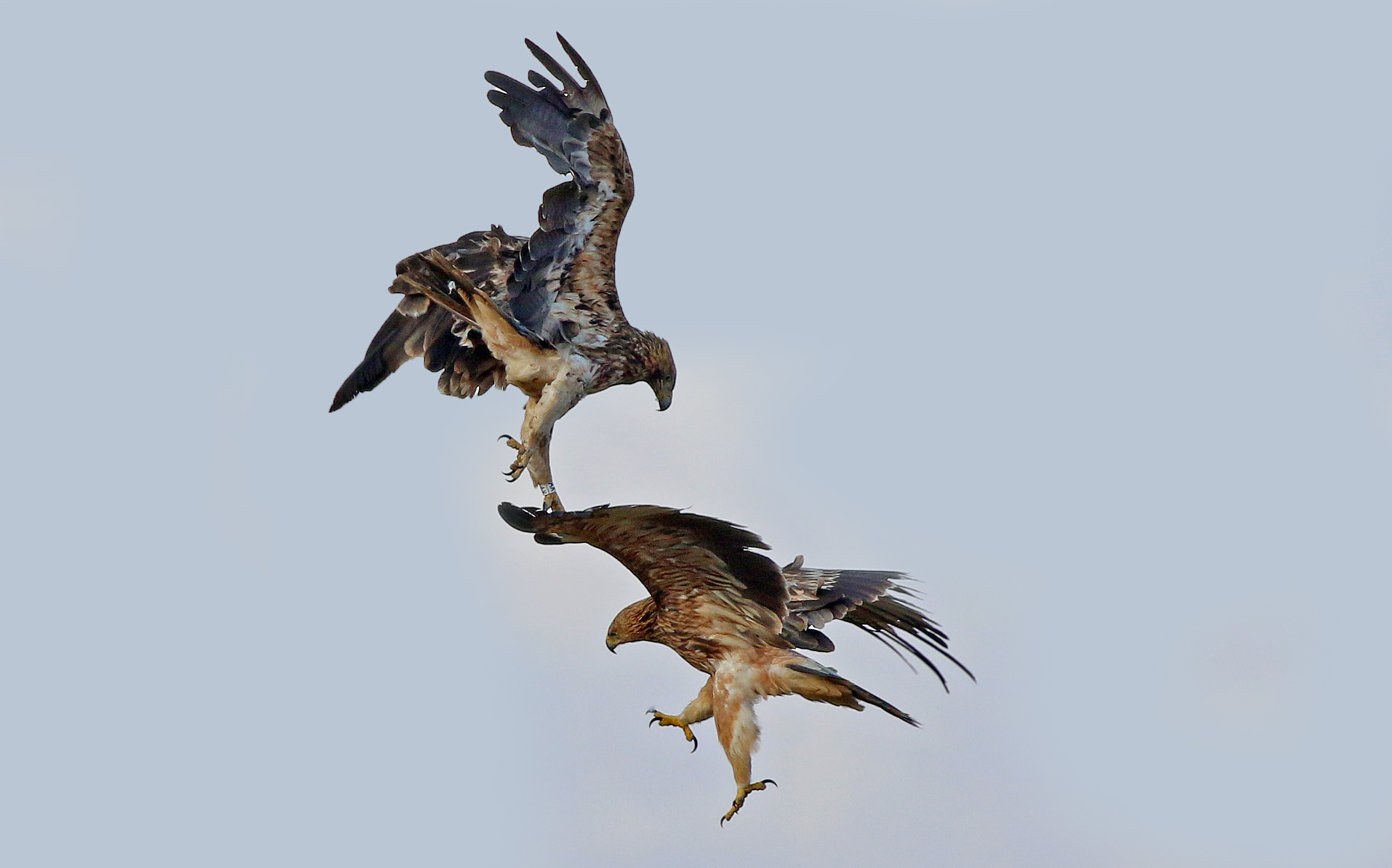 Imperial Eagle