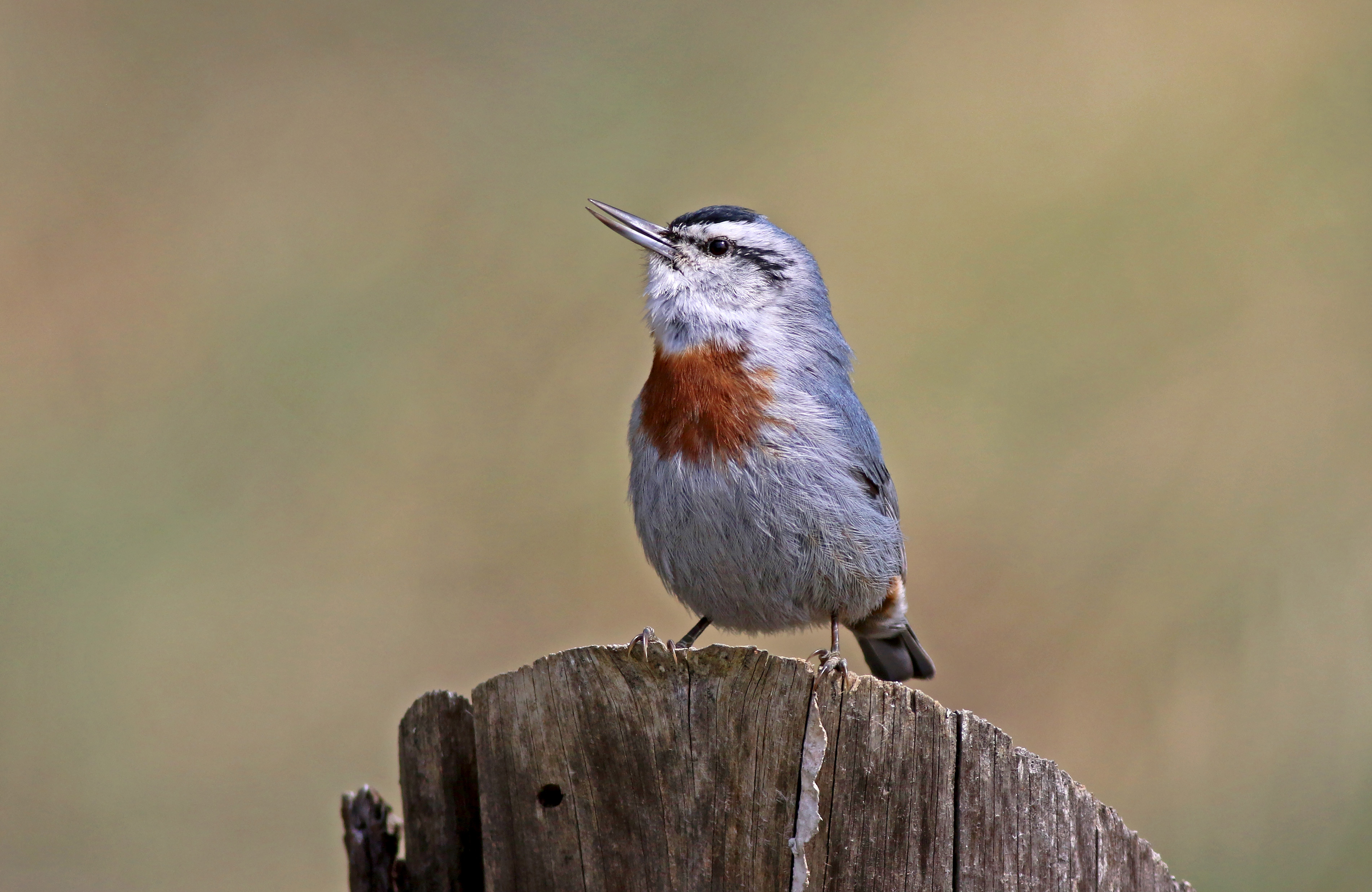 Krüper's Nuthatch