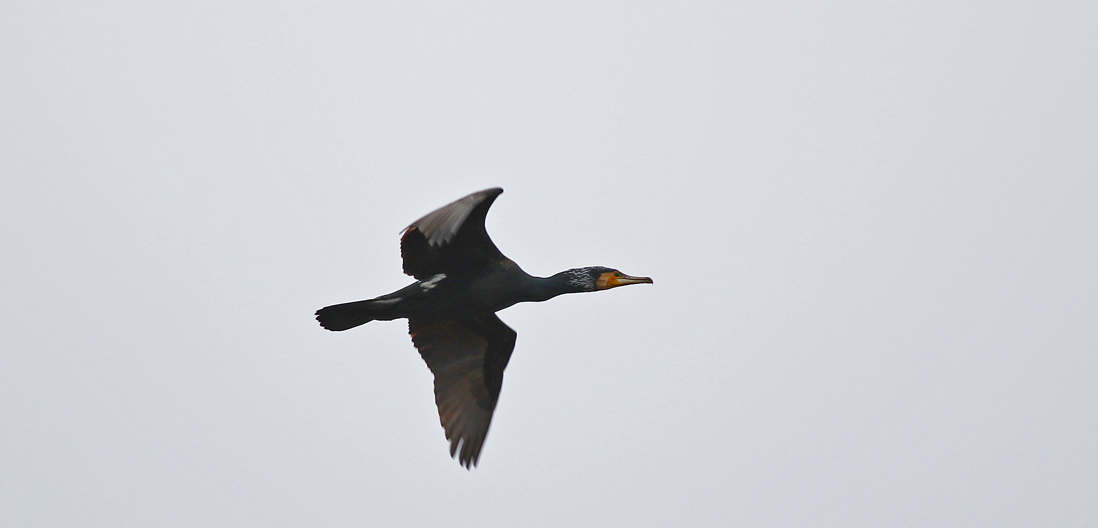 Great Cormorant