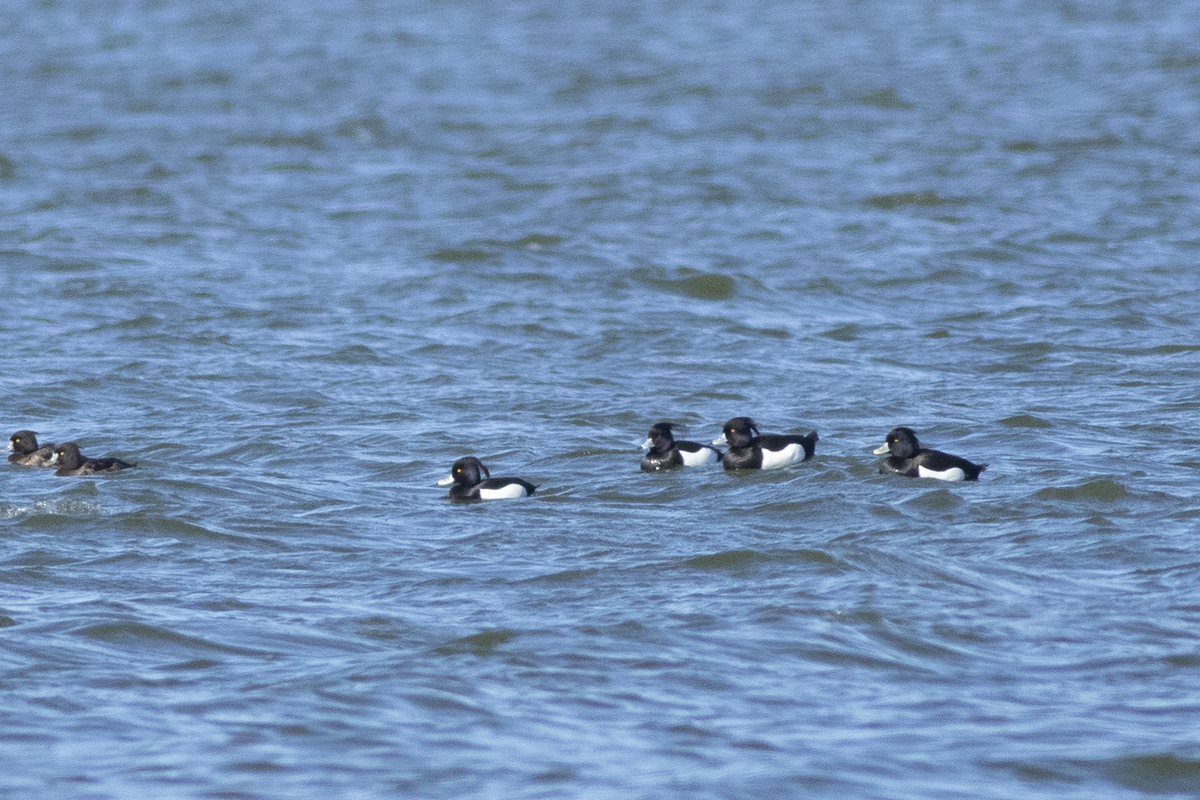 Tufted Duck