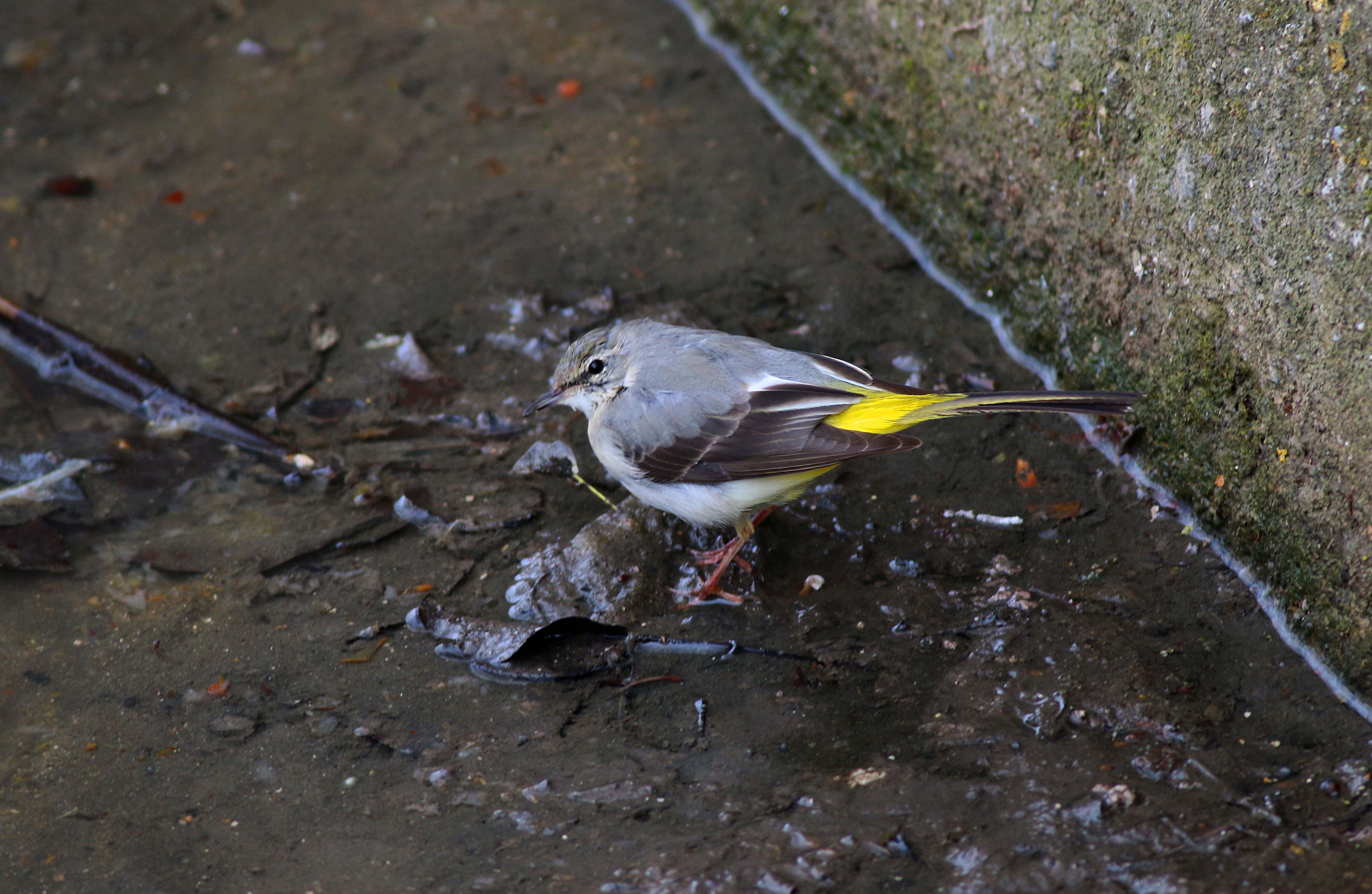 Gray Wagtail