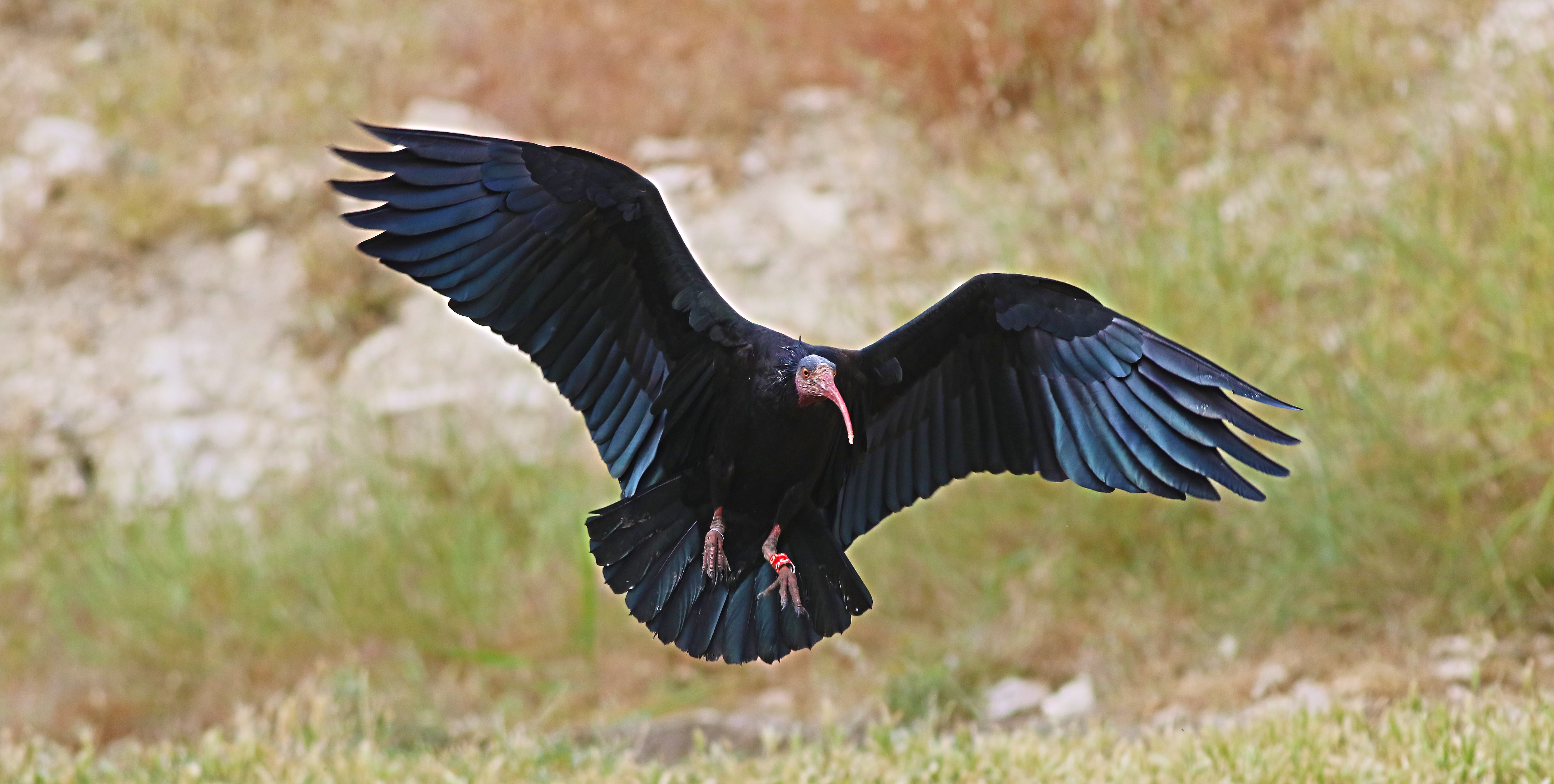 Northern Bald Ibis