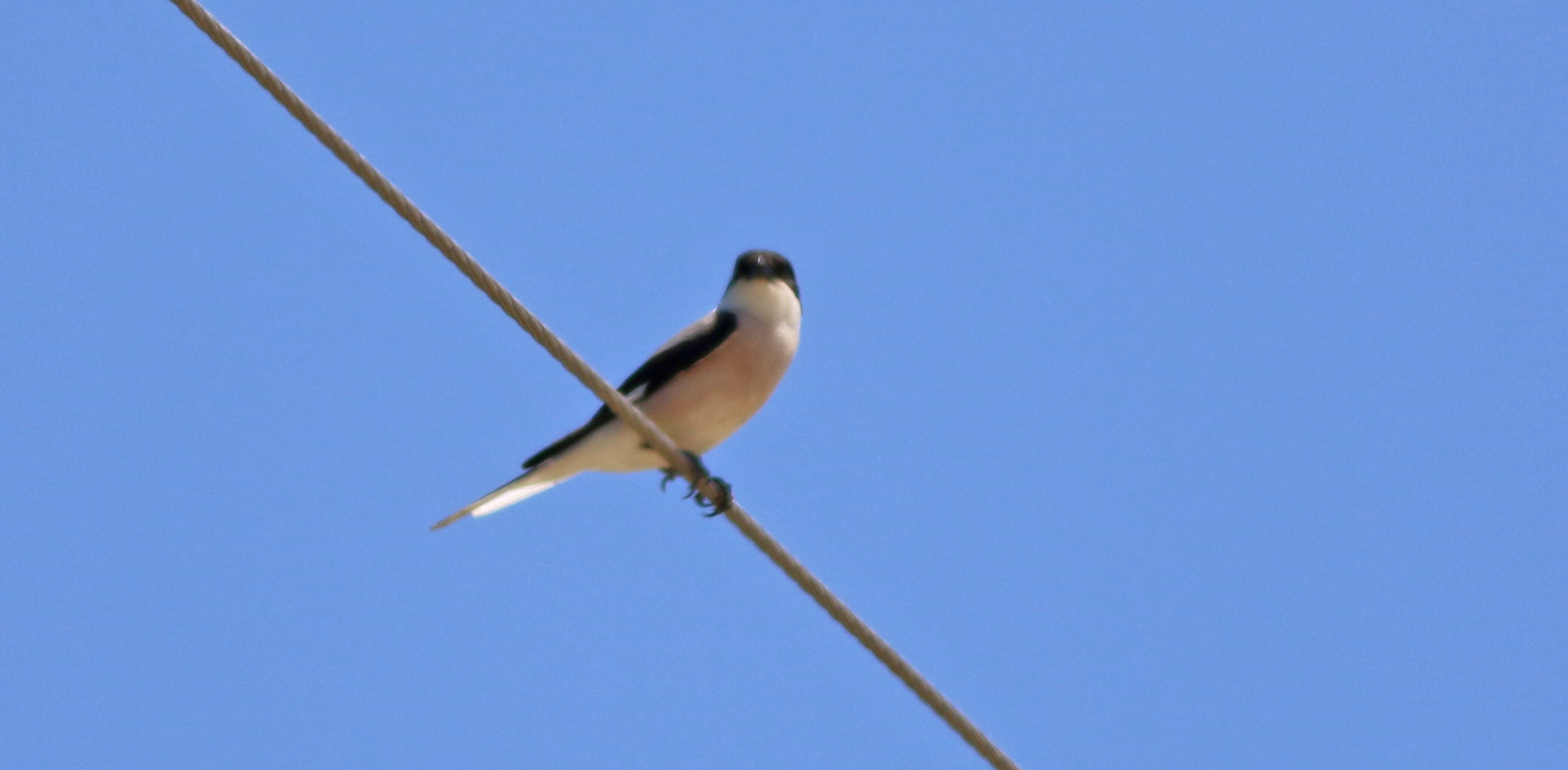 Lesser Gray Shrike
