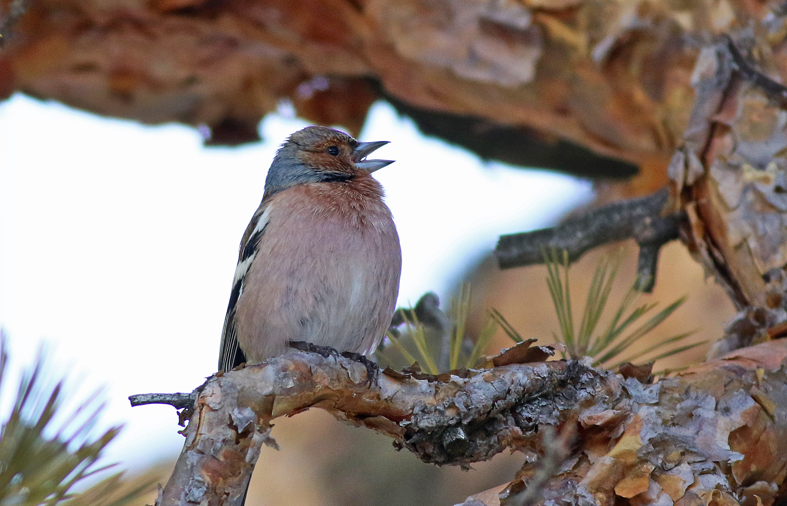Common Chaffinch