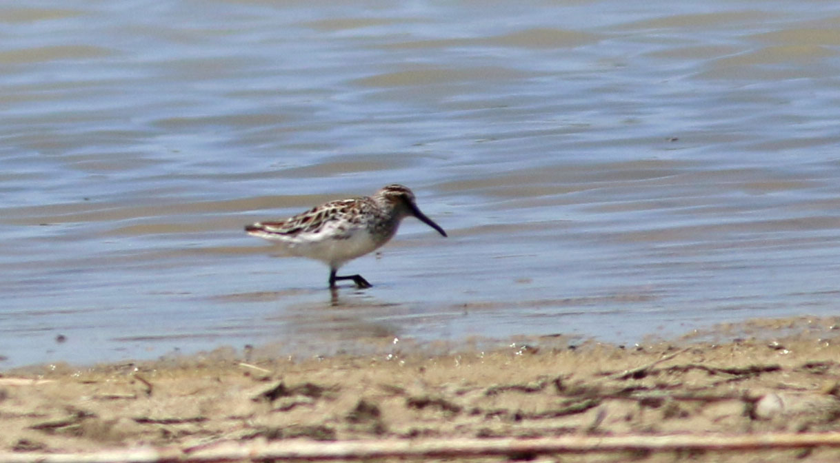Broad-billed Sandpiper