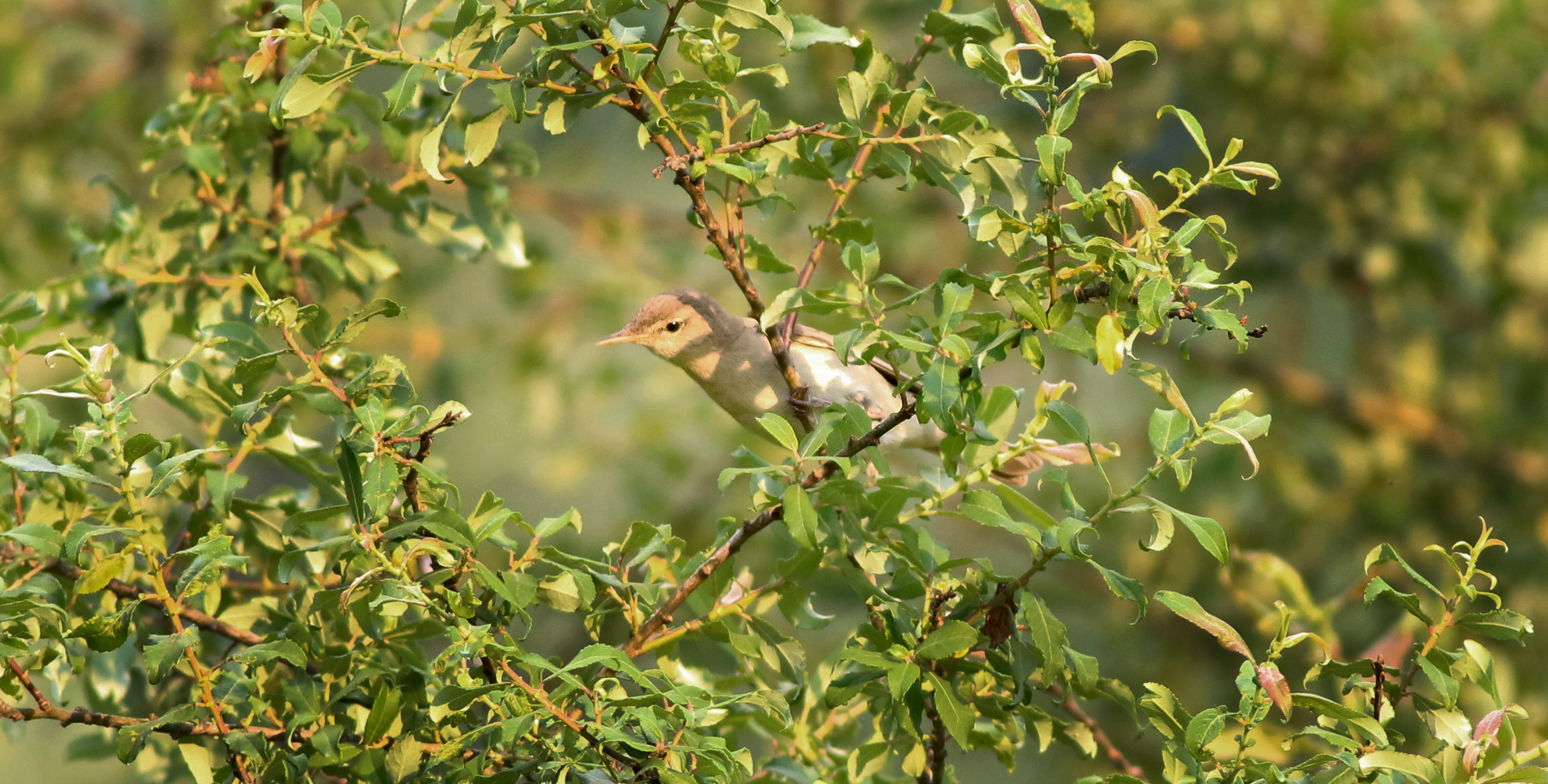 Icterine Warbler