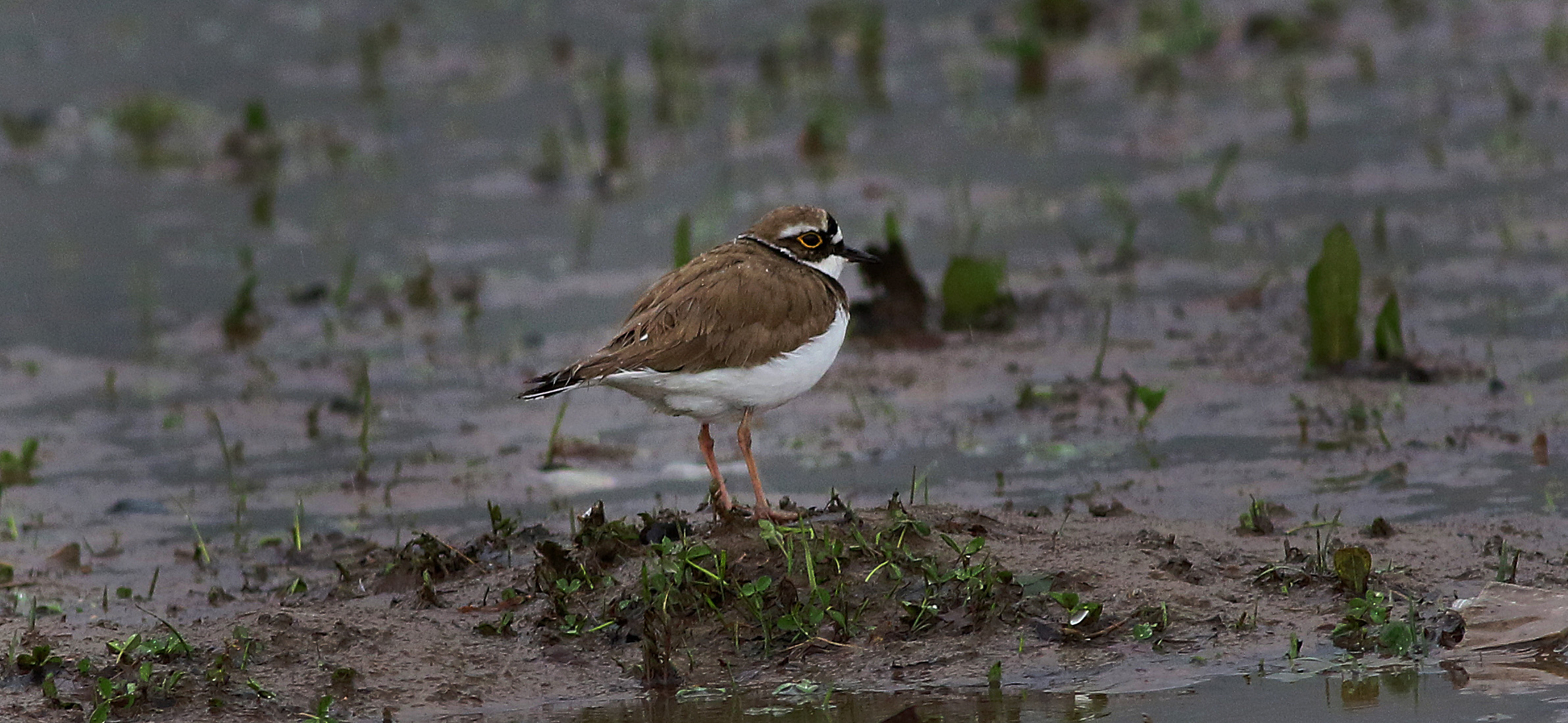 Little Ringed Plover — Ana fotoğraf