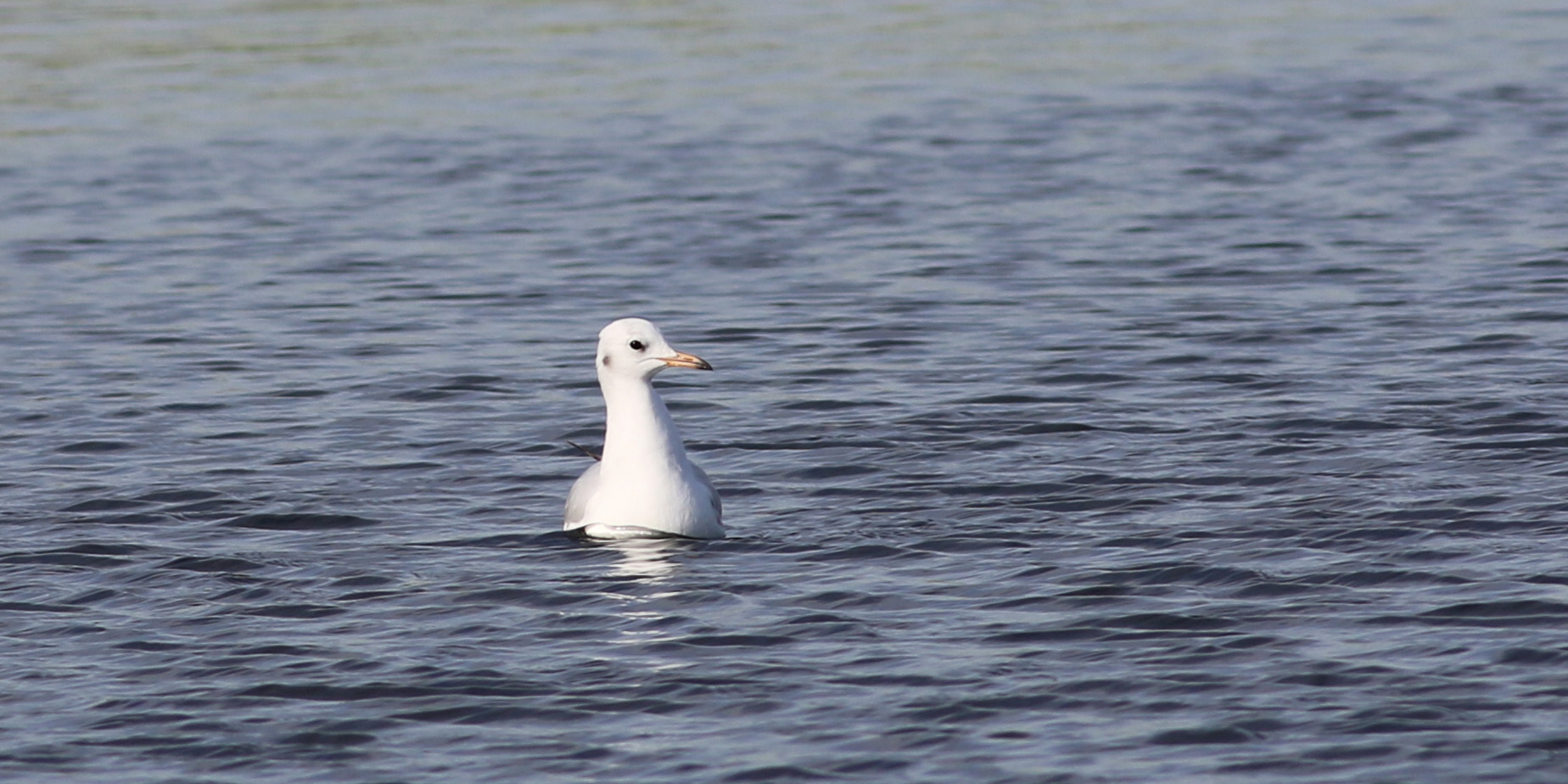 Armenian Gull