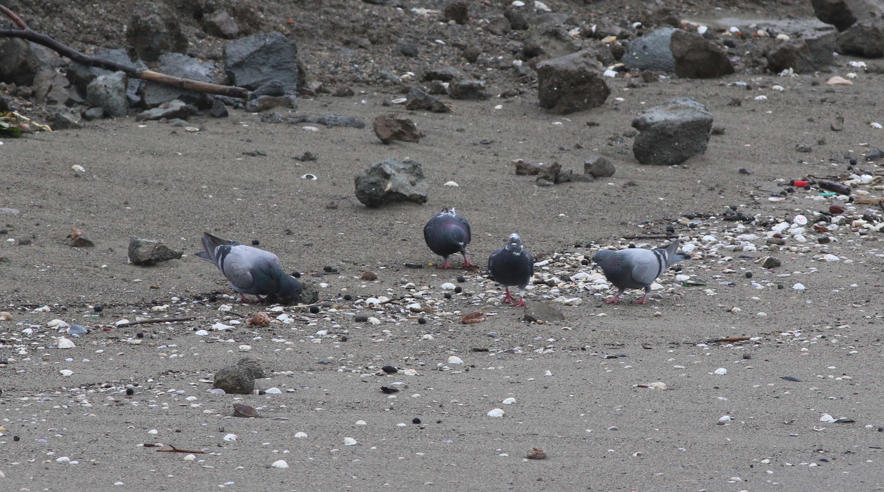 Rock Pigeon — Ana fotoğraf