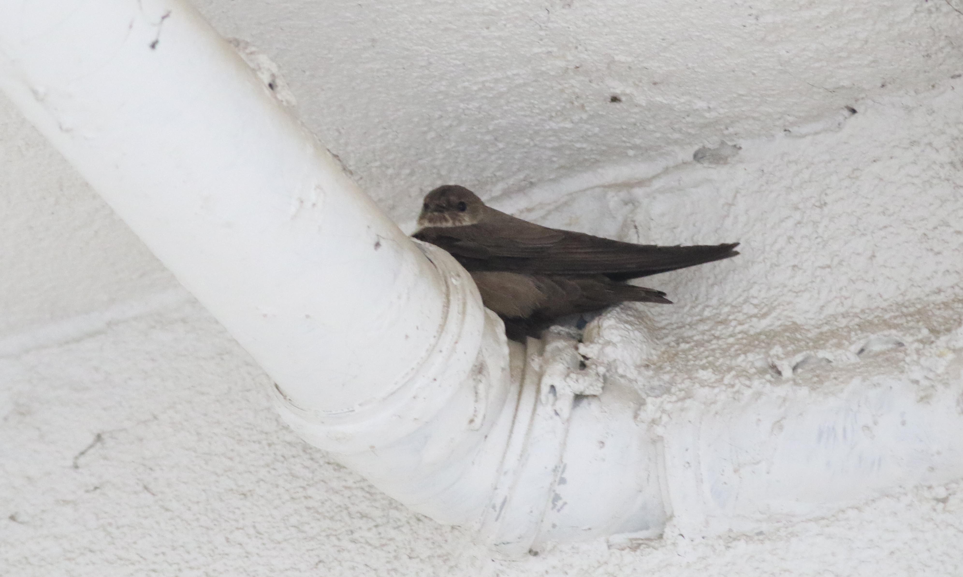 Eurasian Crag-Martin