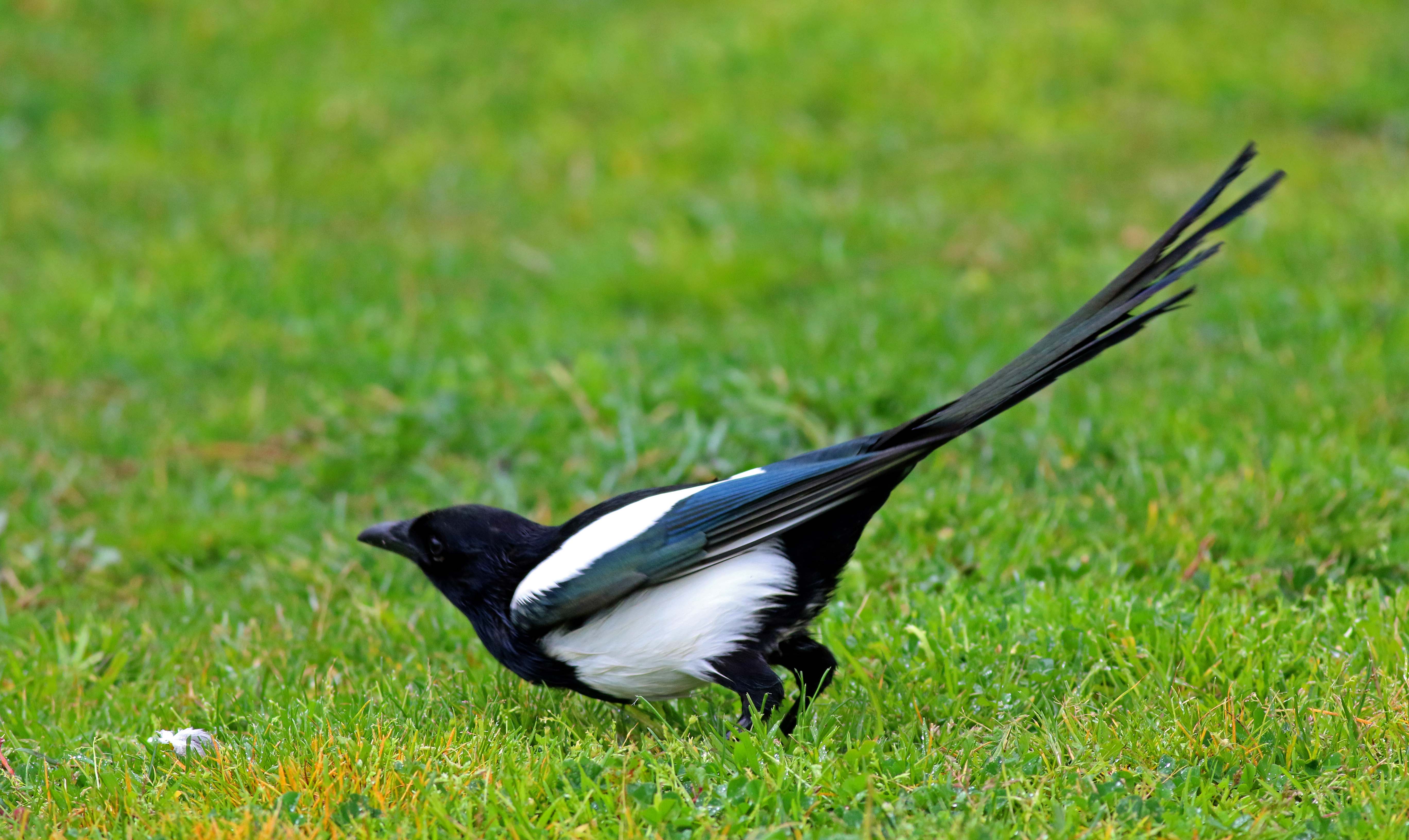 Eurasian Magpie